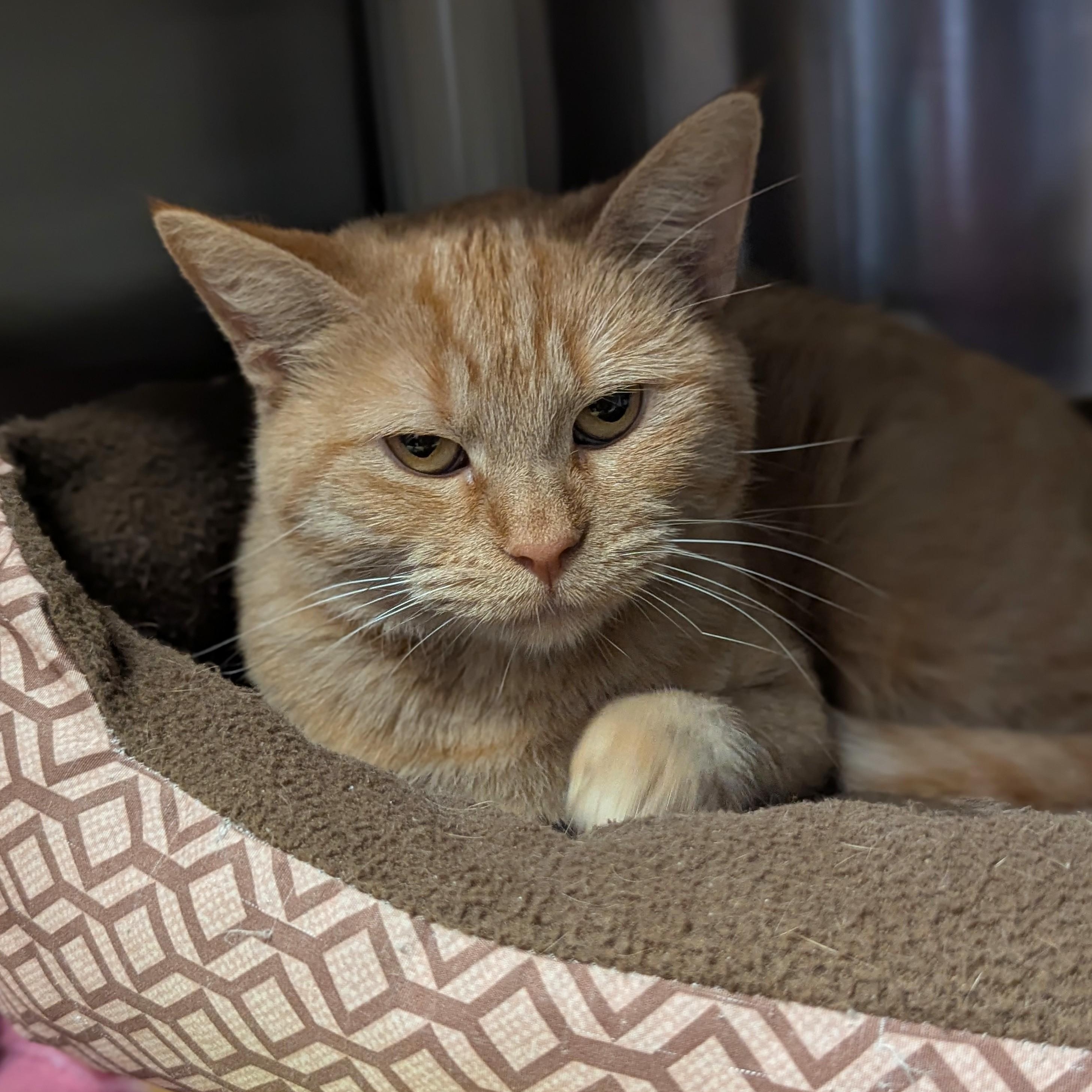 MARMALADE, Adoptable, Adult Female Domestic Short Hair.