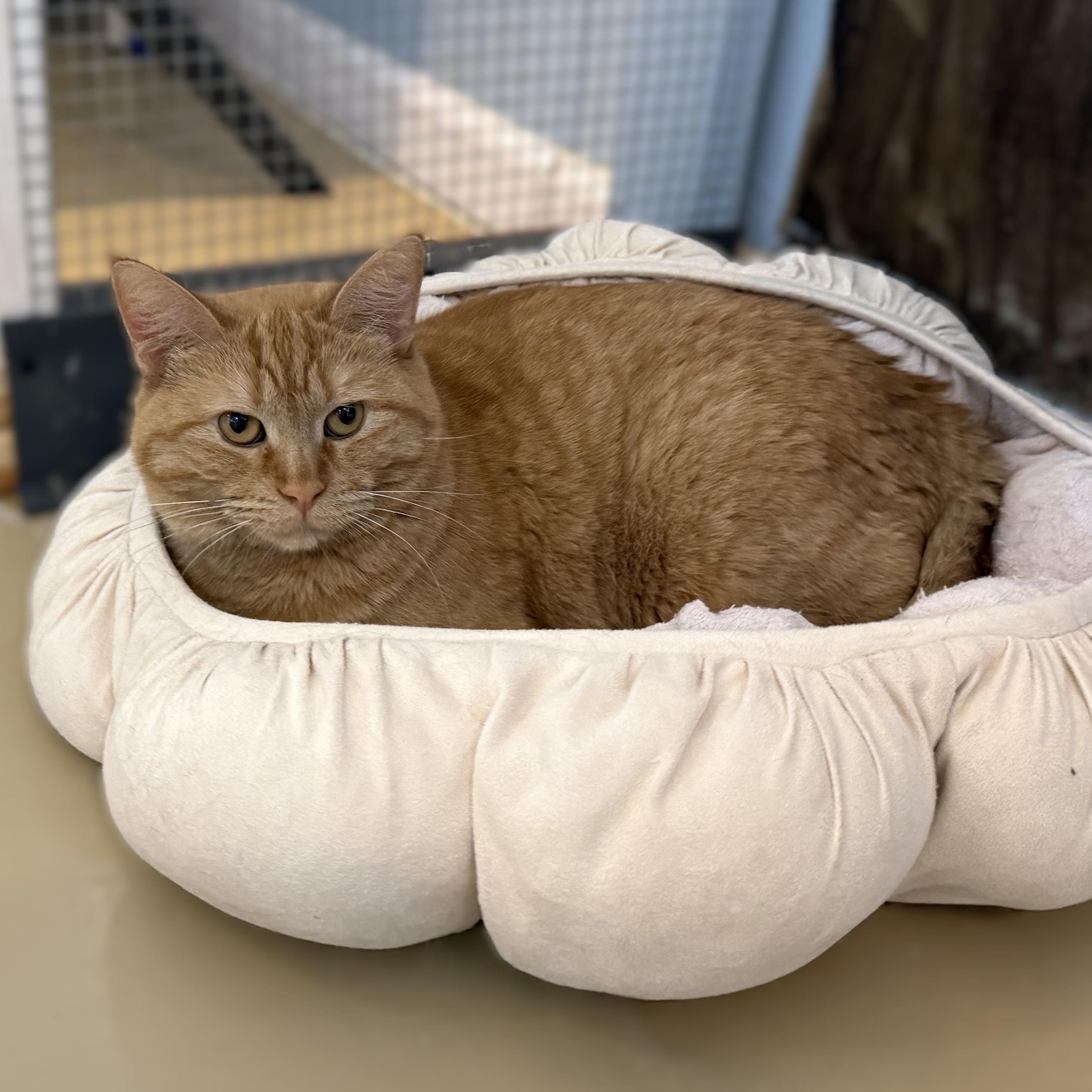 Enlarge MARMALADE, a Adoptable Domestic Short Hair in La Crescent, MN image 1/5