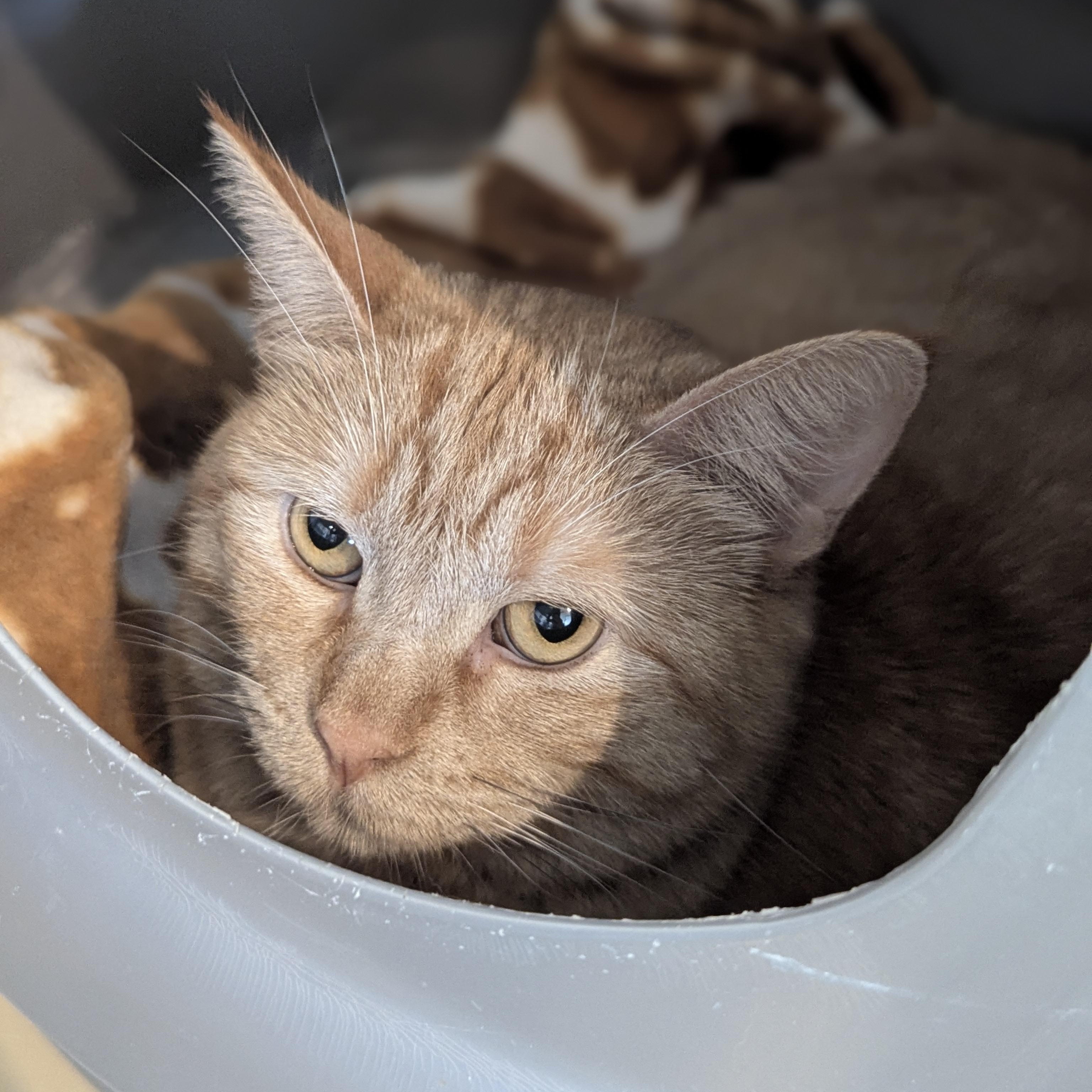 Enlarge MARMALADE, a Adoptable Domestic Short Hair in La Crescent, MN image 5/6