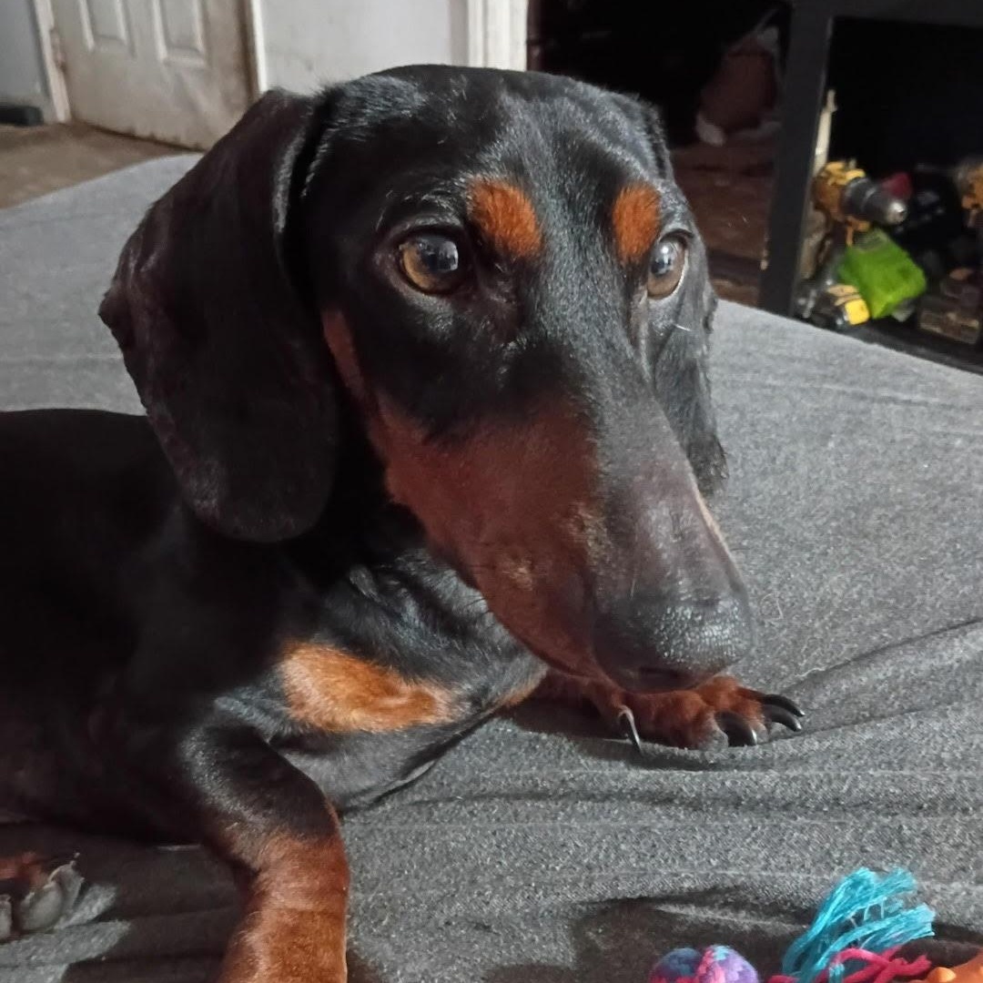 Oscar Meyer, Adopted, Adult Male Dachshund & Mixed Breed.