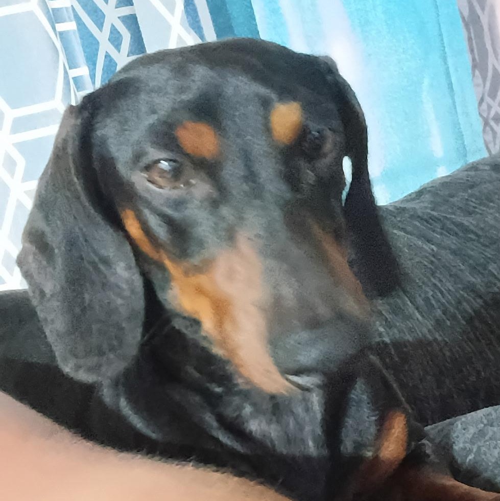 Enlarge Oscar Meyer, a Adopted mixed breed in Denver, CO image 4/4