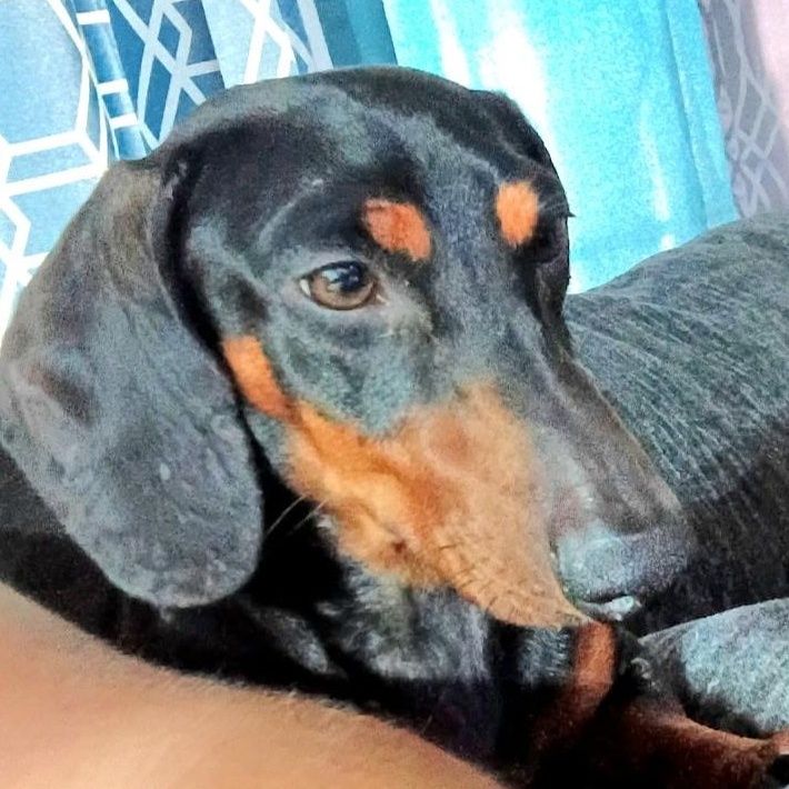 Enlarge Oscar Meyer, a Adopted mixed breed in Denver, CO image 2/4