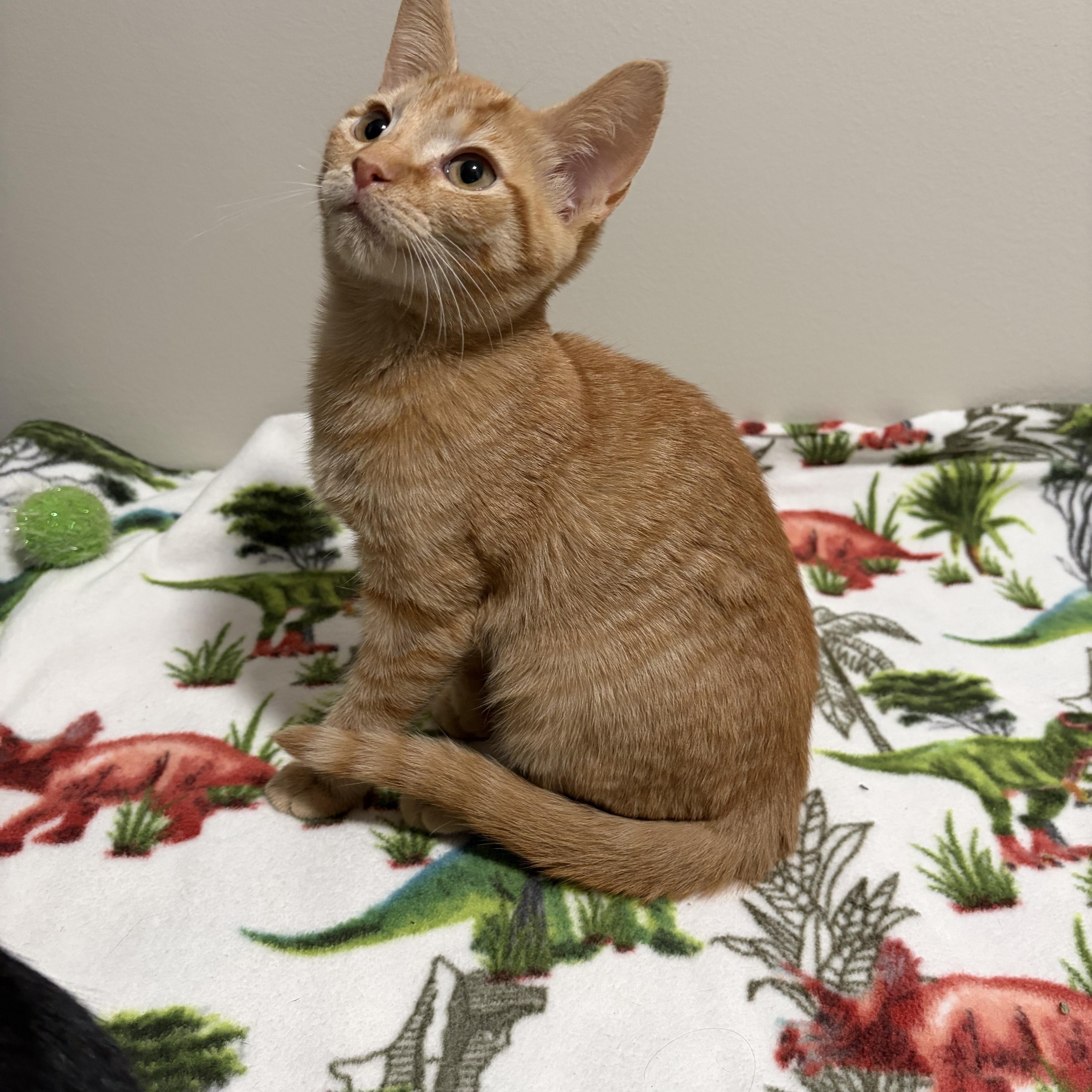 Enlarge Joey, a Adoptable Domestic Short Hair in Davisburg, MI image 1/3