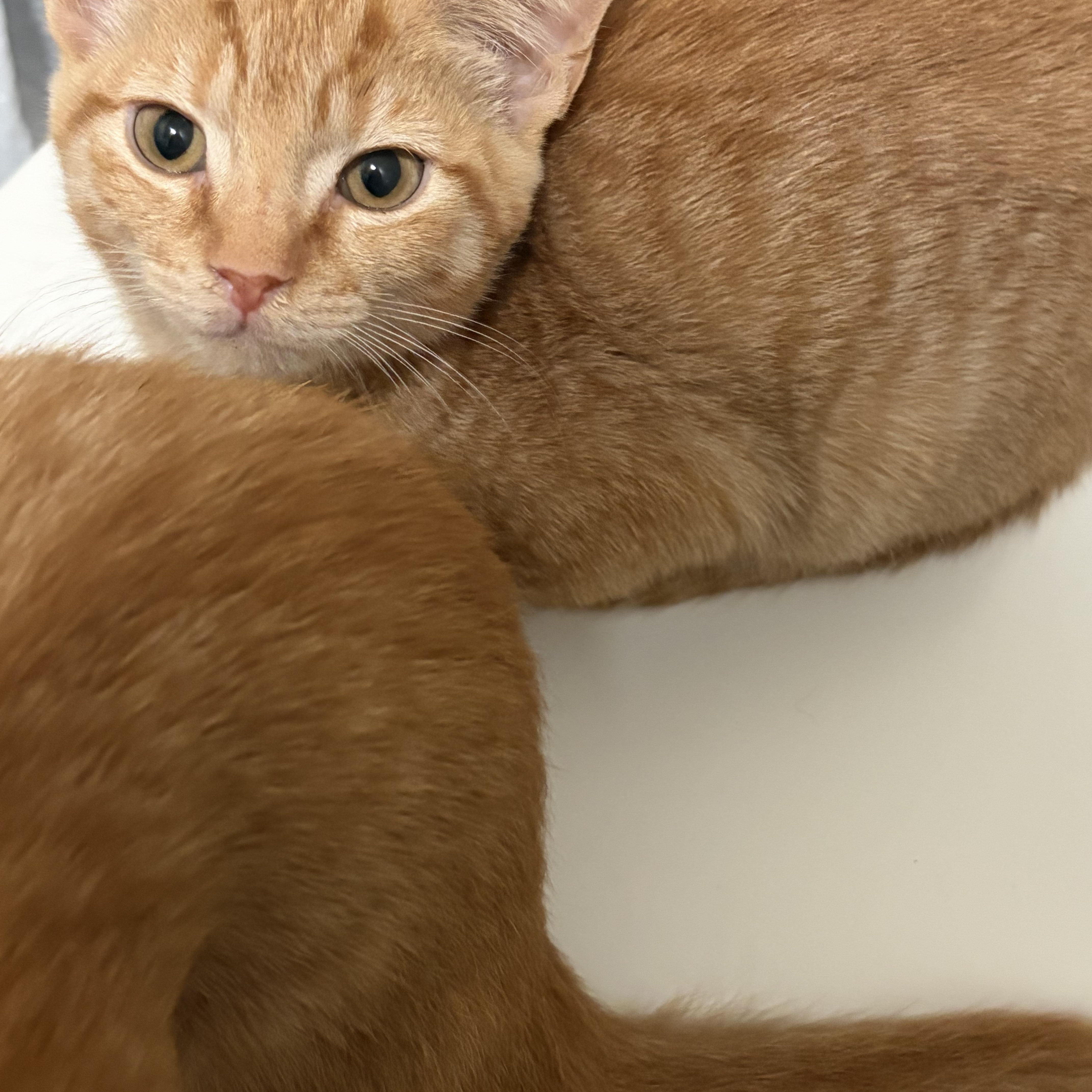 Enlarge Joey, a Adoptable Domestic Short Hair in Davisburg, MI image 2/3