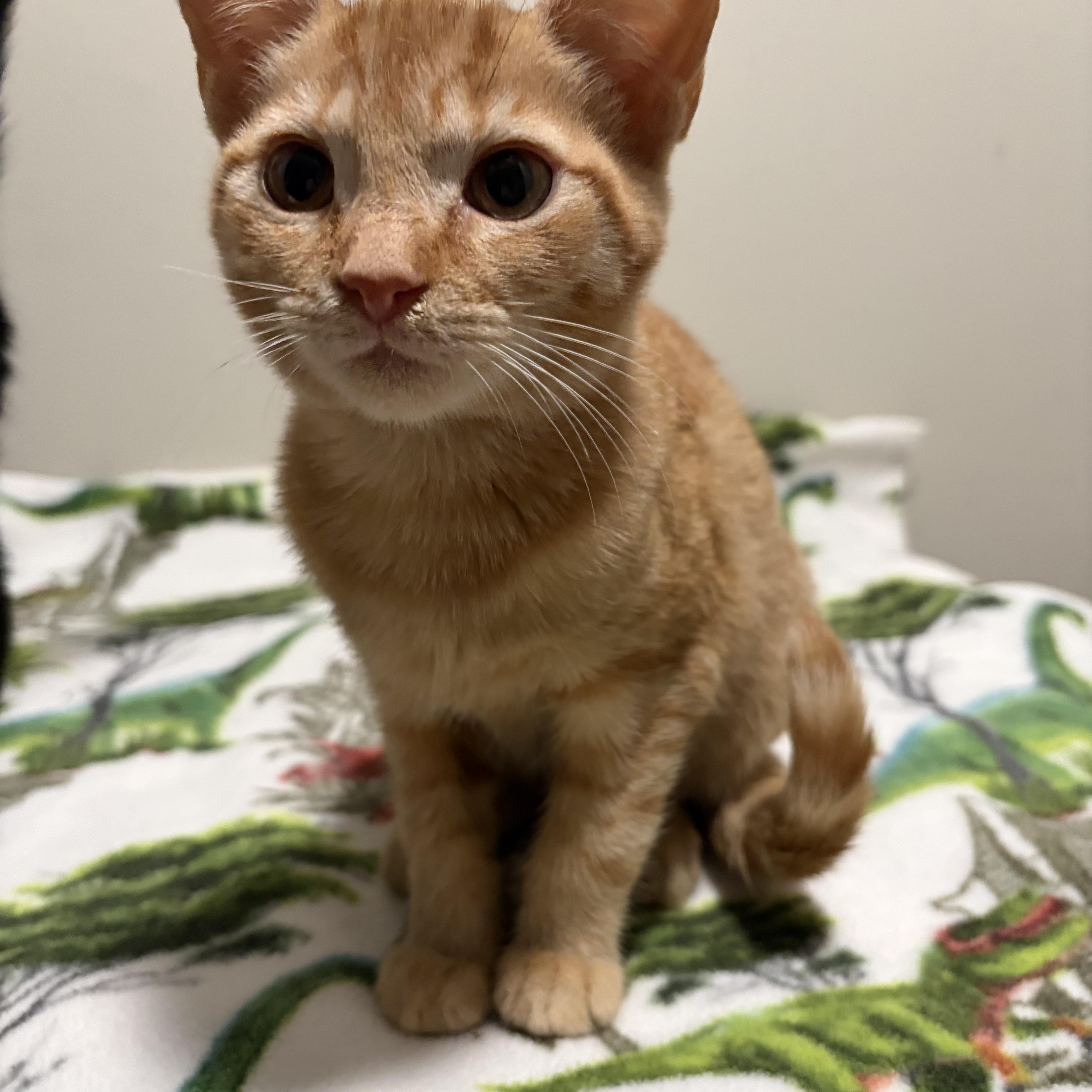 Enlarge Joey, a Adoptable Domestic Short Hair in Davisburg, MI image 3/3