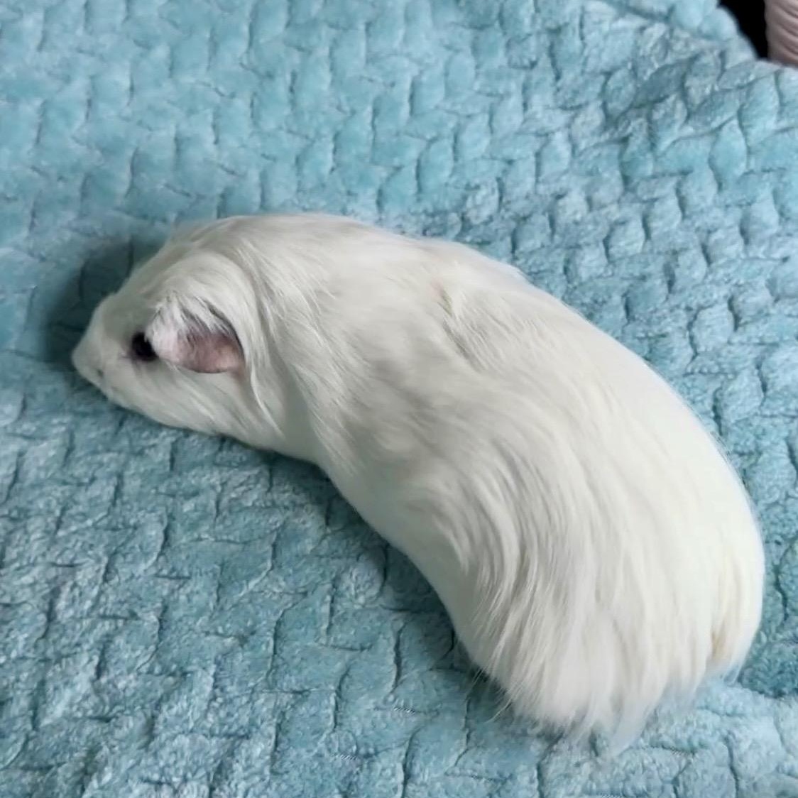 Enlarge Cutie Pie, a ADOPTABLE mixed breed in San Antonio, TX image 4/4