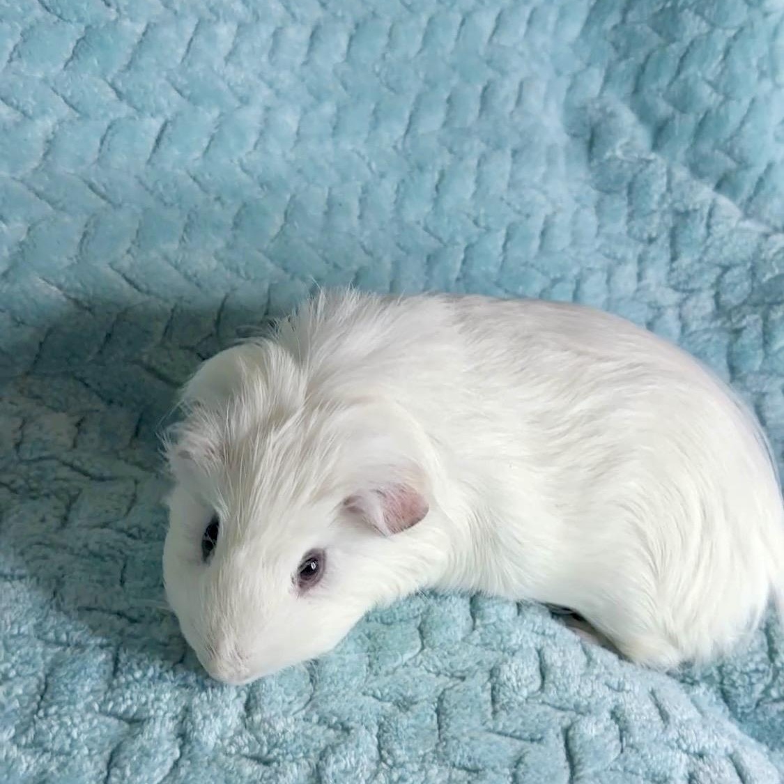 Enlarge Cutie Pie, a ADOPTABLE mixed breed in San Antonio, TX image 2/4