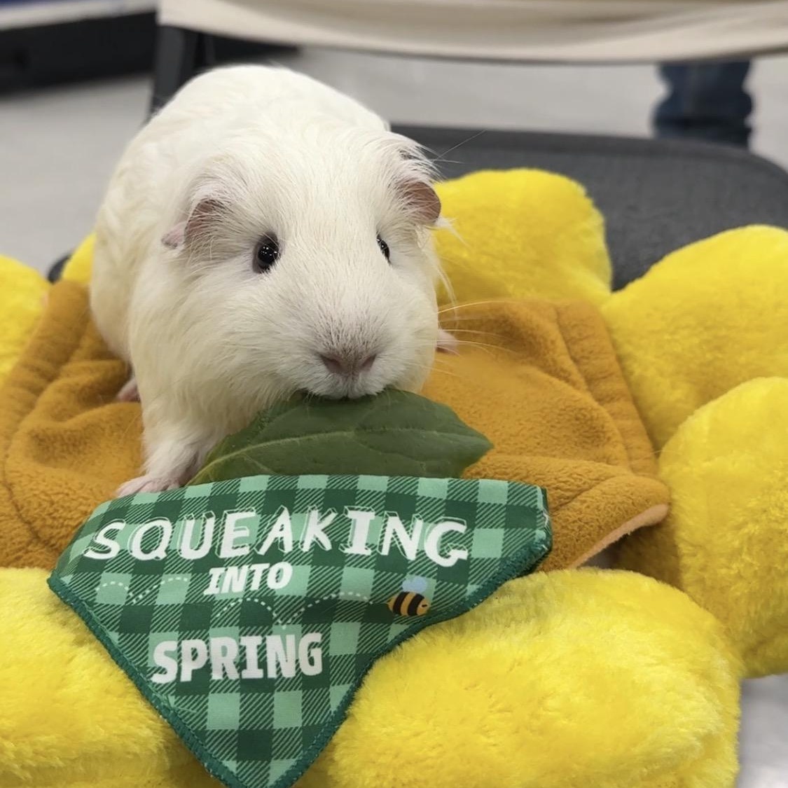 Cutie Pie, ADOPTABLE, Young Male Short-Haired & Silkie / Sheltie.