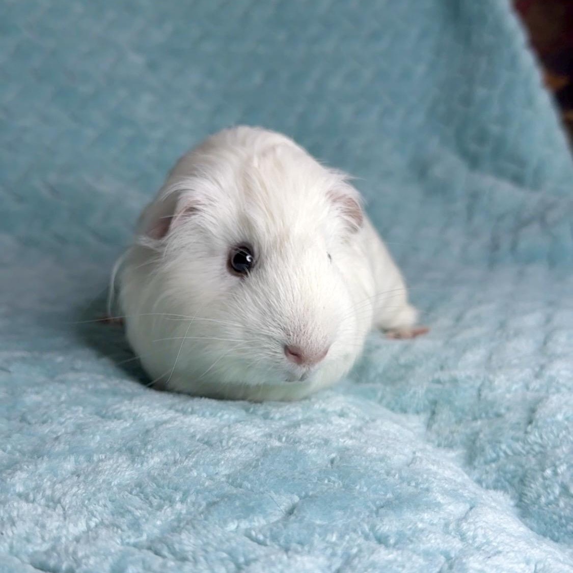 Enlarge Cutie Pie, a ADOPTABLE mixed breed in San Antonio, TX image 3/4