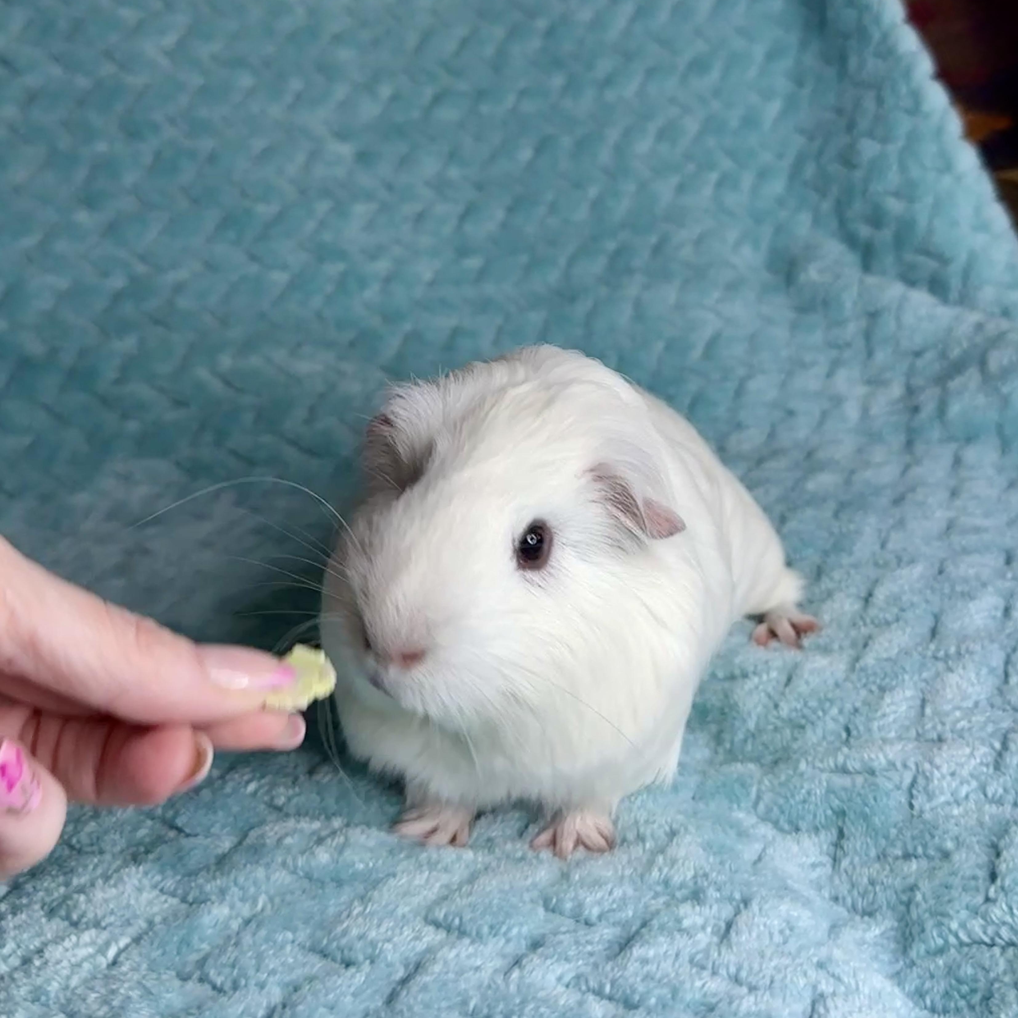 Cutie Pie, ADOPTABLE, Young Male Short-Haired & Silkie / Sheltie.