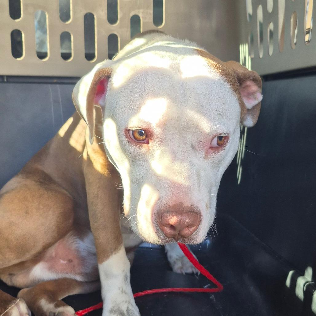 Stitch, Adoptable, Adult Male Pit Bull Terrier.