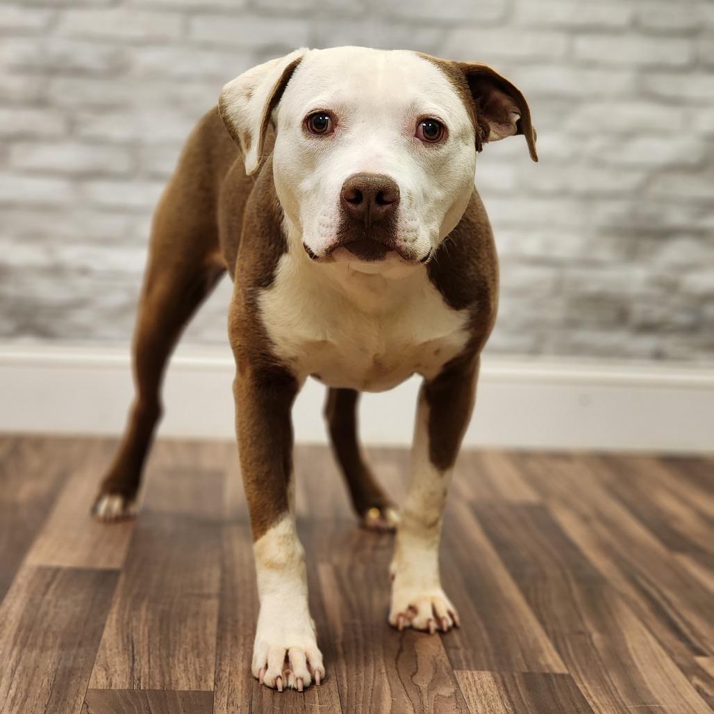 Stitch, a Adoptable mixed breed in Montgomery, AL image 2/2