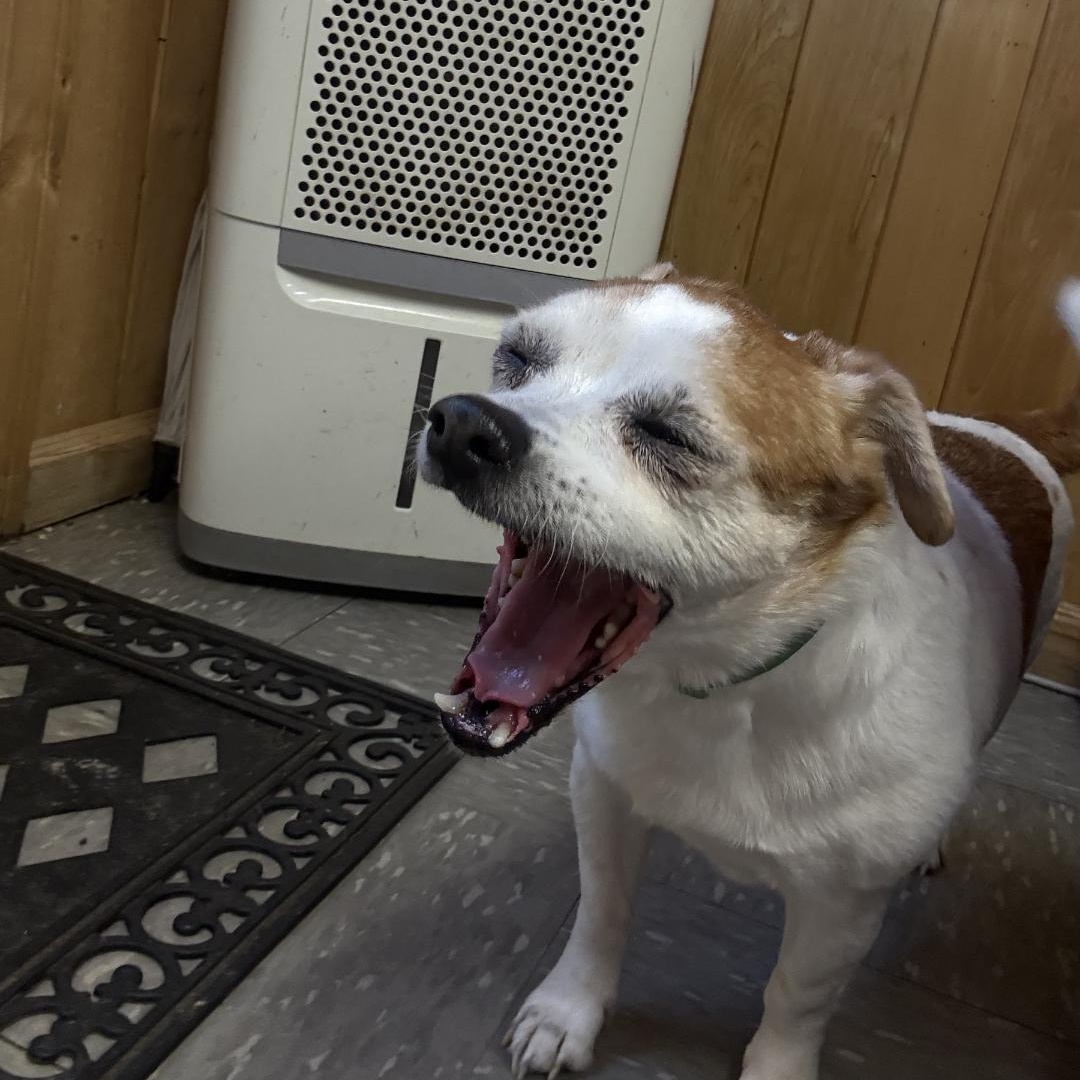 Little Ann, ADOPTABLE, Senior Female Jack Russell Terrier & Shih Tzu.