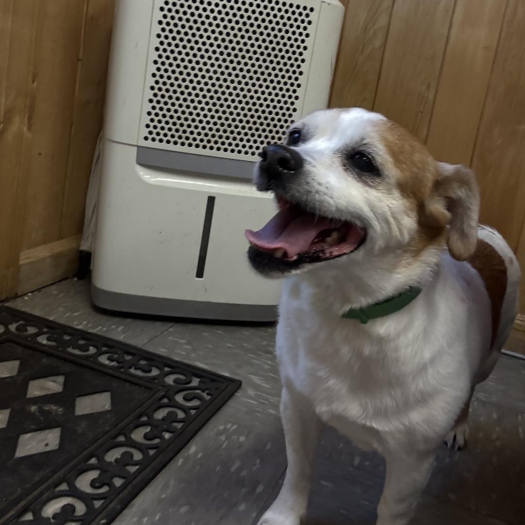 Enlarge Little Ann, a ADOPTABLE mixed breed in Covington, VA image 1/2