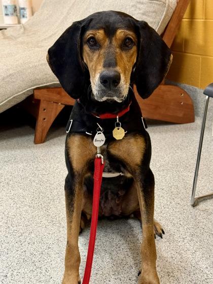 Enlarge Emmylou, a ADOPTABLE Black and Tan Coonhound in Downers Grove, IL image 2/3