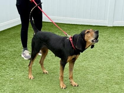 Enlarge Emmylou, a ADOPTABLE Black and Tan Coonhound in Downers Grove, IL image 3/3