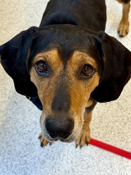 Emmylou, ADOPTABLE, Adult Female Black and Tan Coonhound.