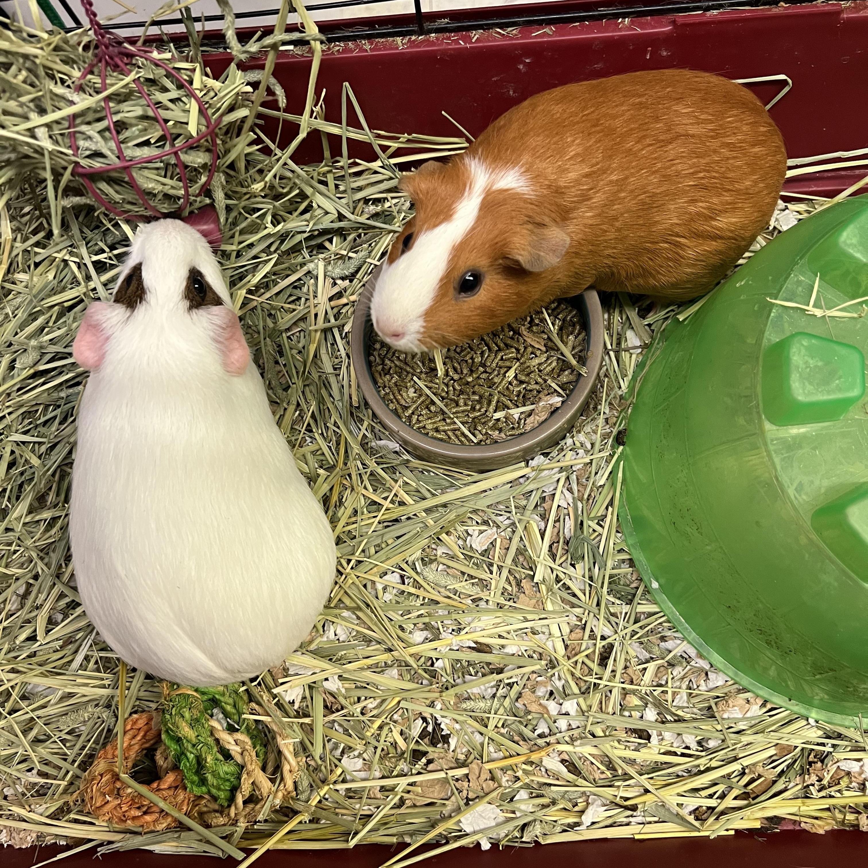 Lily and Blanca, ADOPTABLE, Young Female Californian.
