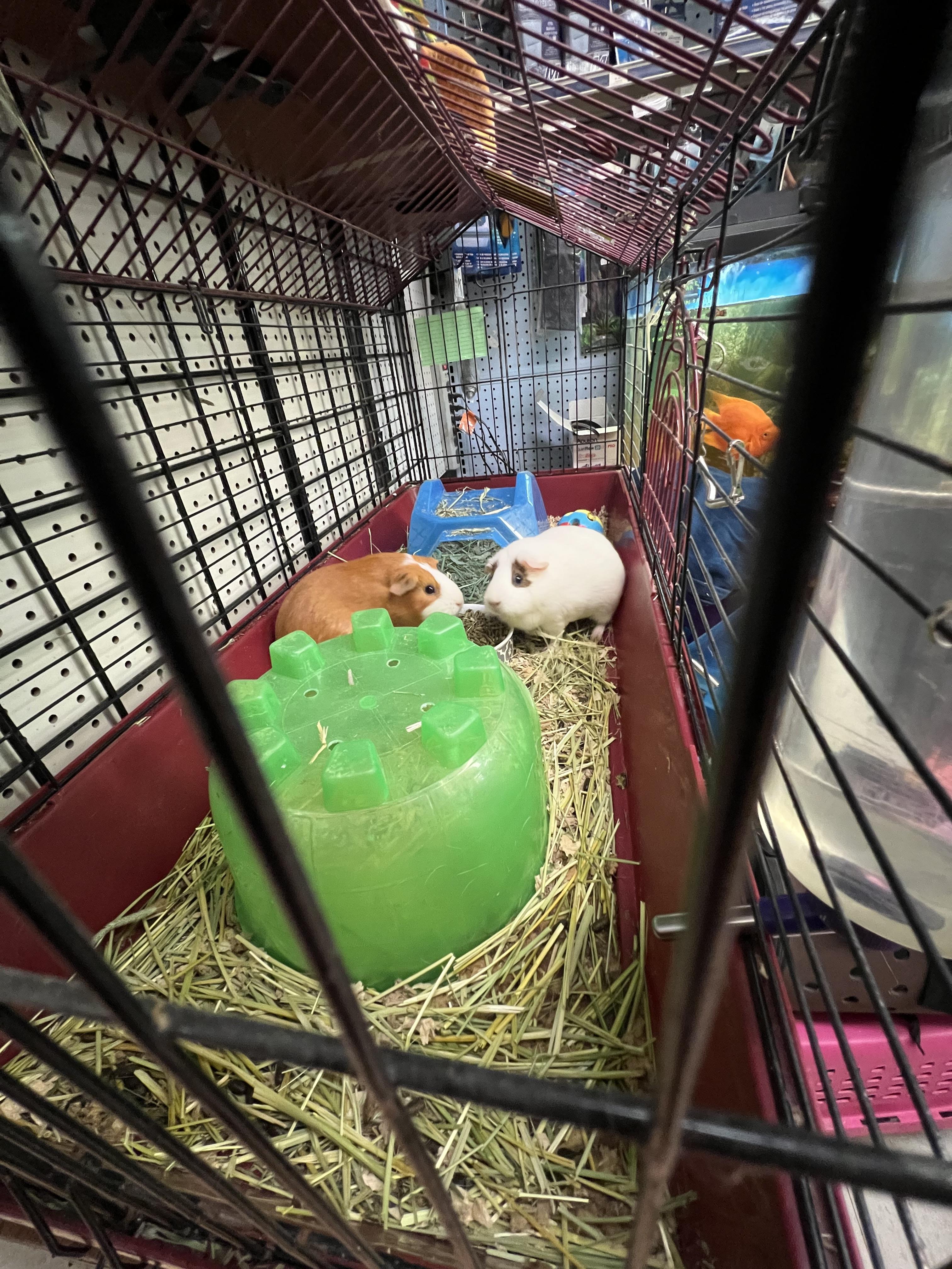 Lily and Blanca, a ADOPTABLE mixed breed in Hillsborough, NJ image 4/5