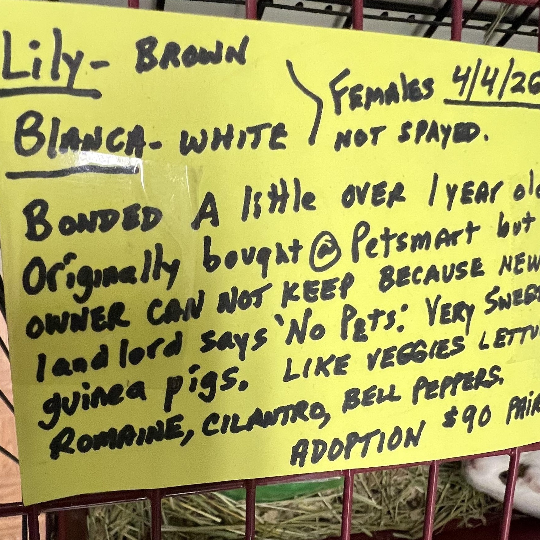 Lily and Blanca, a ADOPTABLE mixed breed in Hillsborough, NJ image 5/5