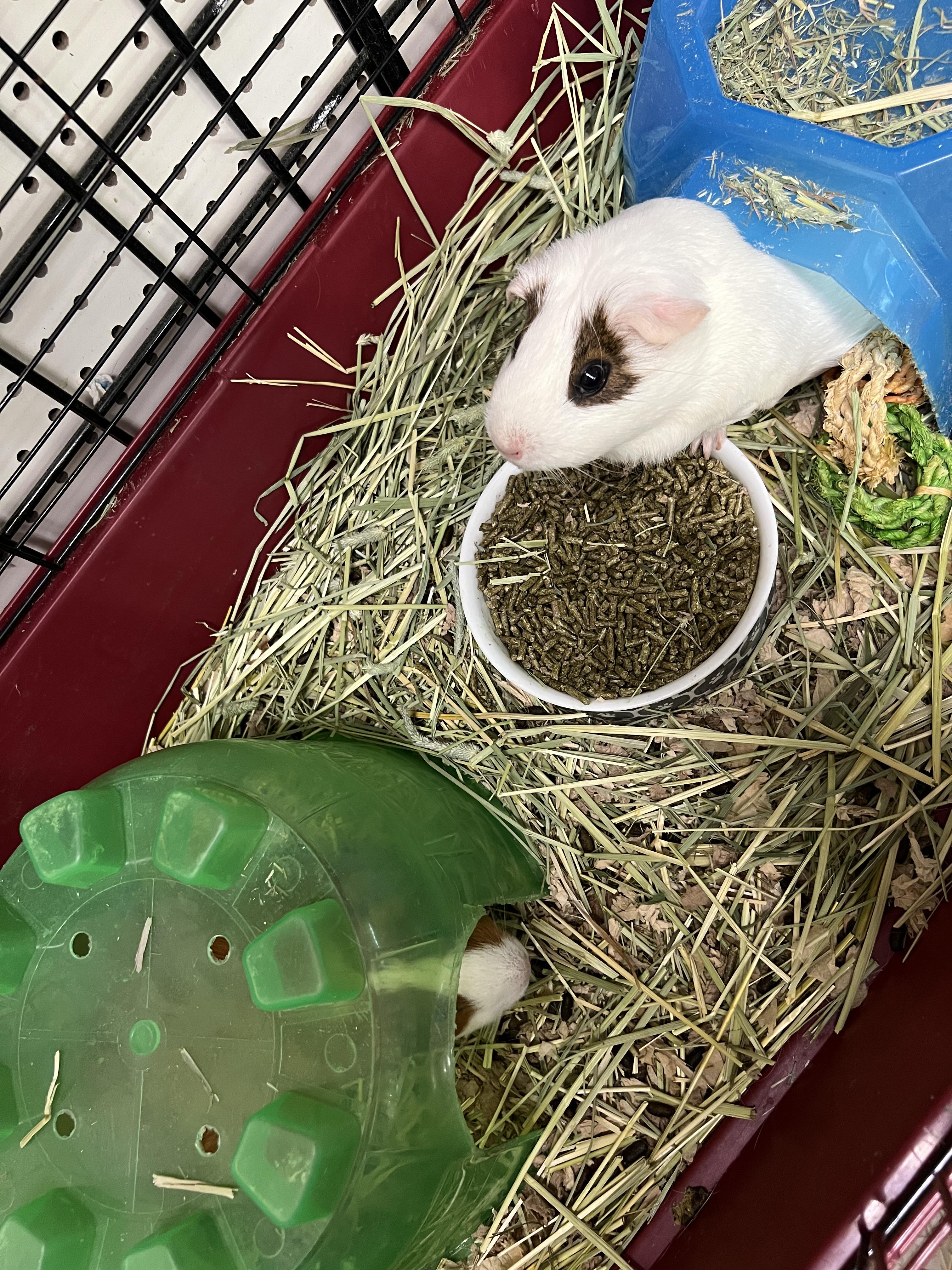 Lily and Blanca, a ADOPTABLE mixed breed in Hillsborough, NJ image 2/5