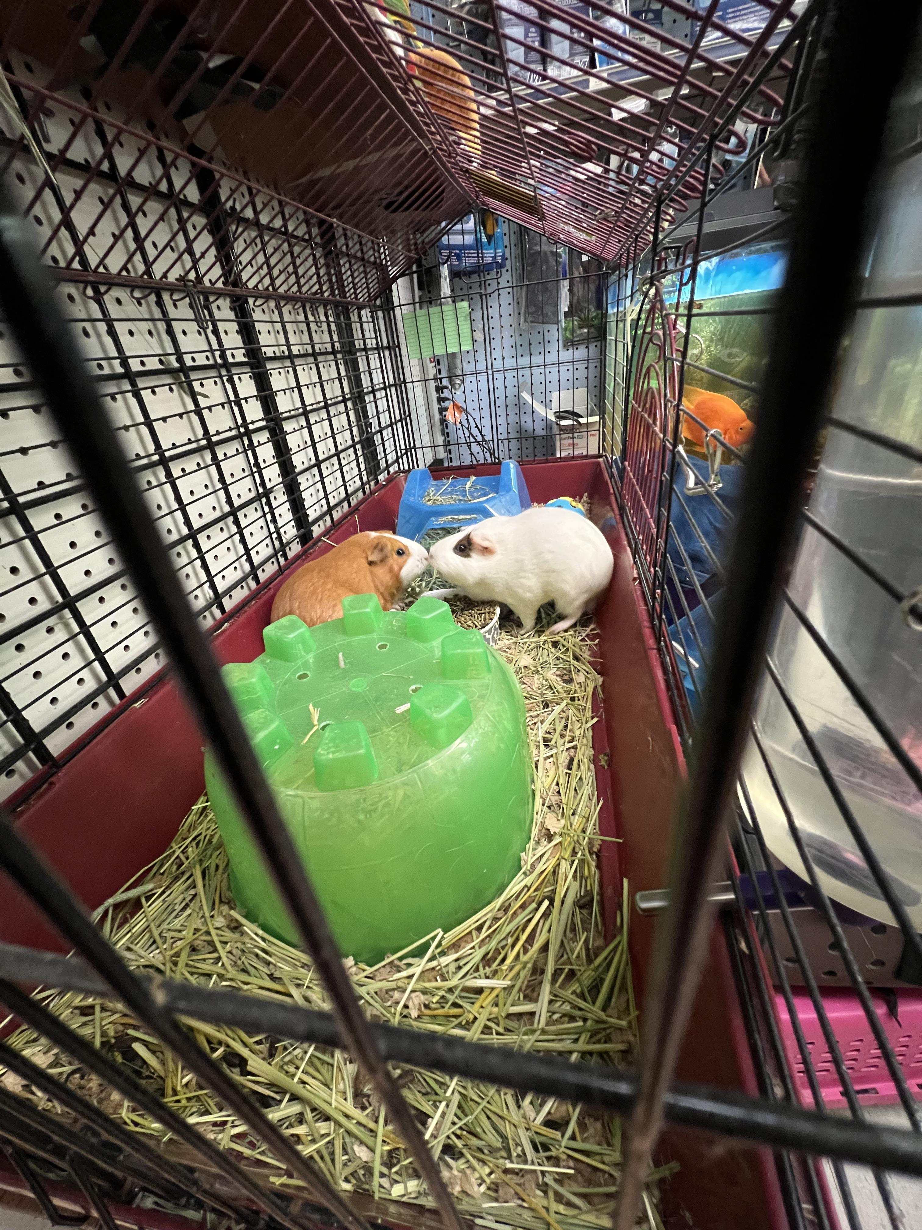 Lily and Blanca, a ADOPTABLE mixed breed in Hillsborough, NJ image 3/5