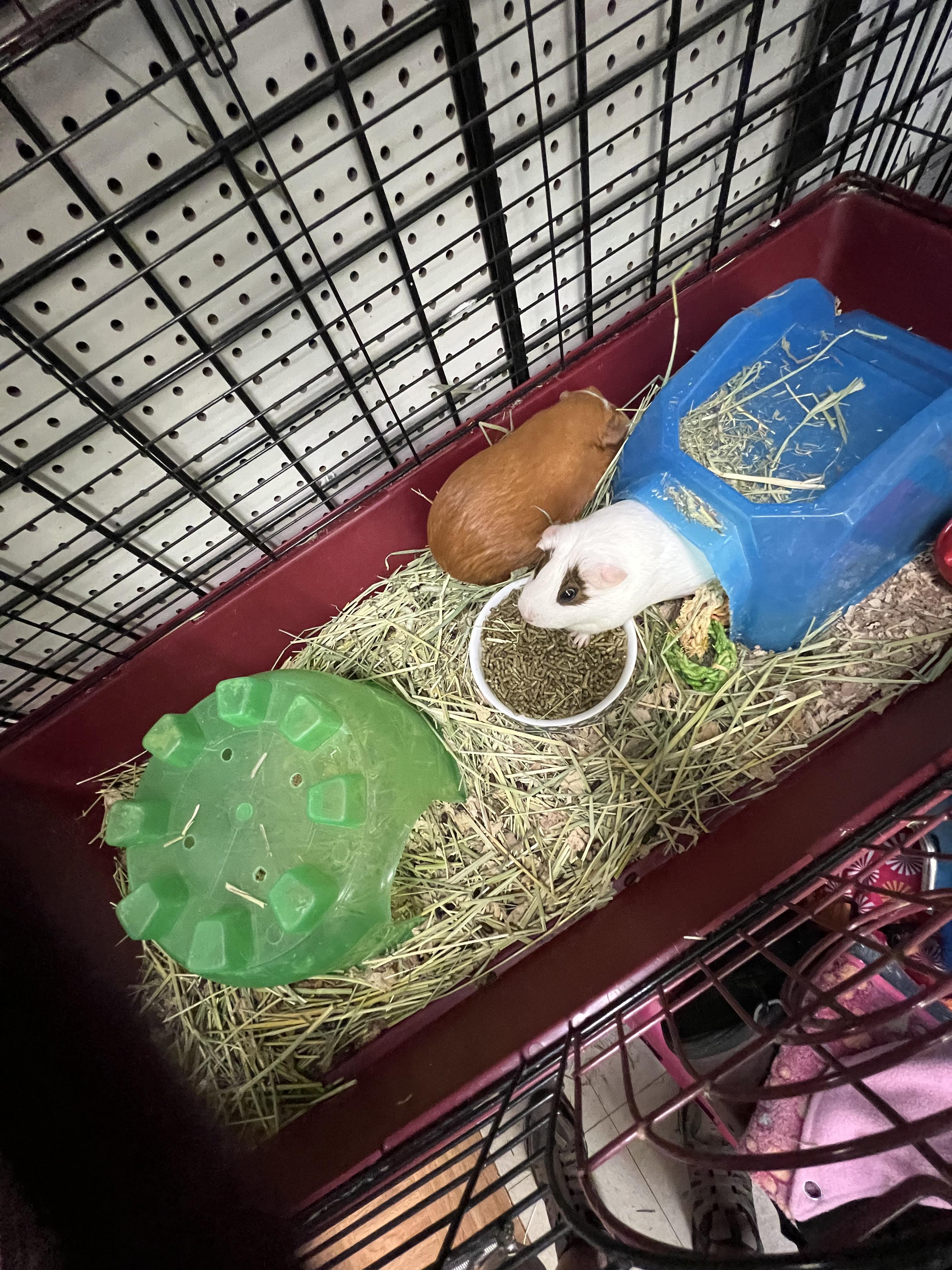 Lily and Blanca, ADOPTABLE, Young Female Californian.