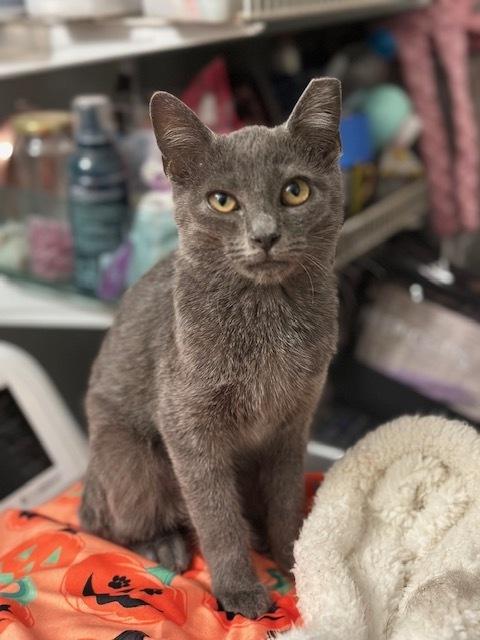 Enlarge Smokie, a Adoptable mixed breed in Lafayette, CO image 1/3