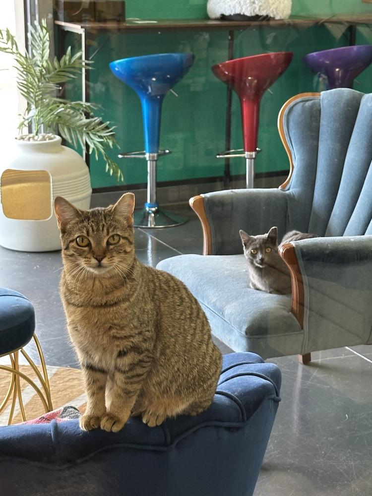 Enlarge Smokie, a Adoptable mixed breed in Lafayette, CO image 2/3