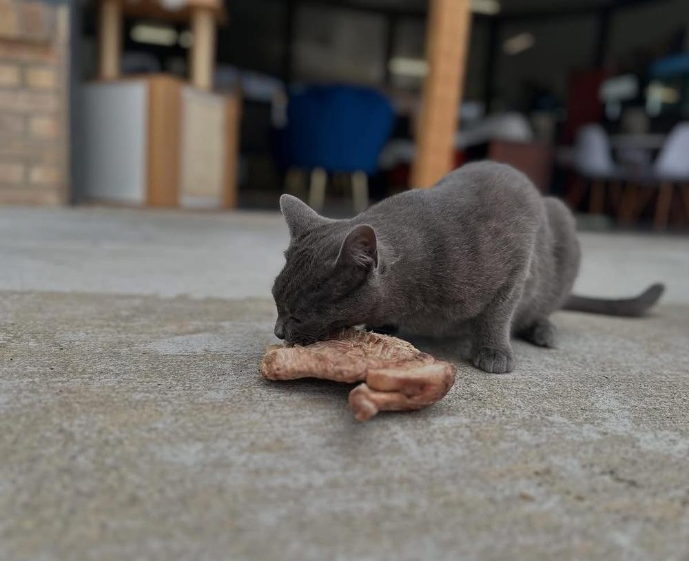 Enlarge Smokie, a Adoptable mixed breed in Lafayette, CO image 3/3