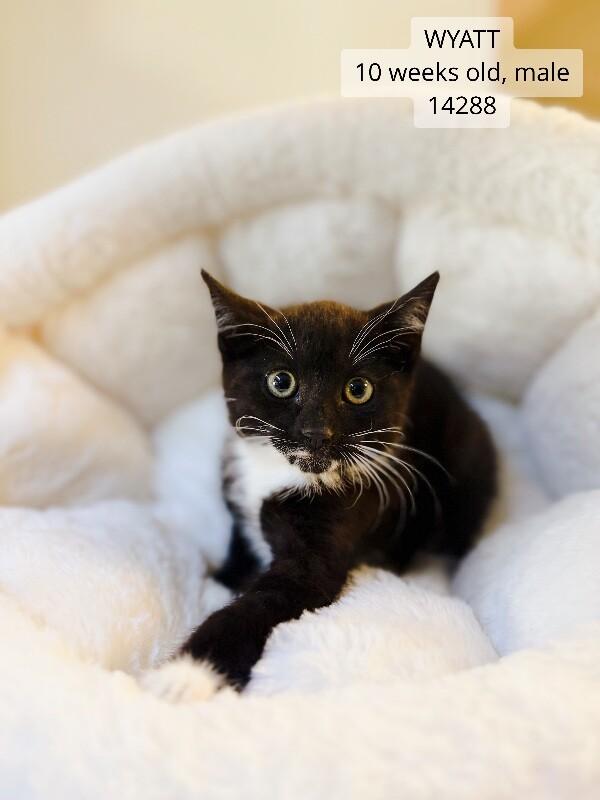Enlarge Wyatt, a Adoptable Domestic Short Hair in Supply, NC image 1/2