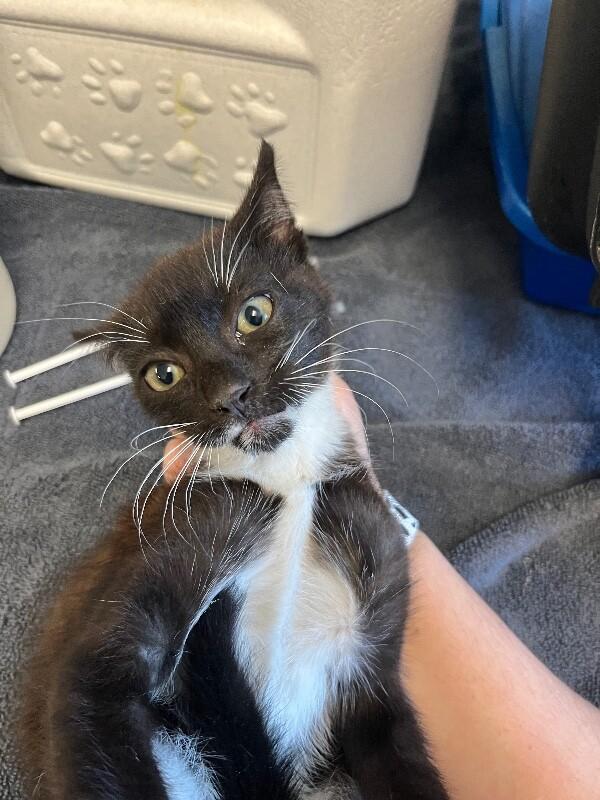 Enlarge Wyatt, a Adoptable Domestic Short Hair in Supply, NC image 2/2