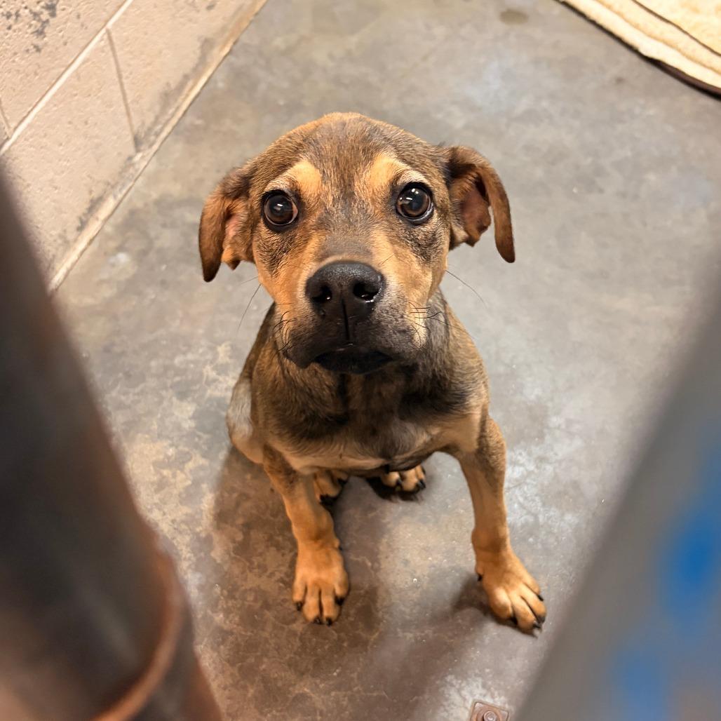 Weston, Adoptable, Puppy Male Mixed Breed & Mixed Breed.