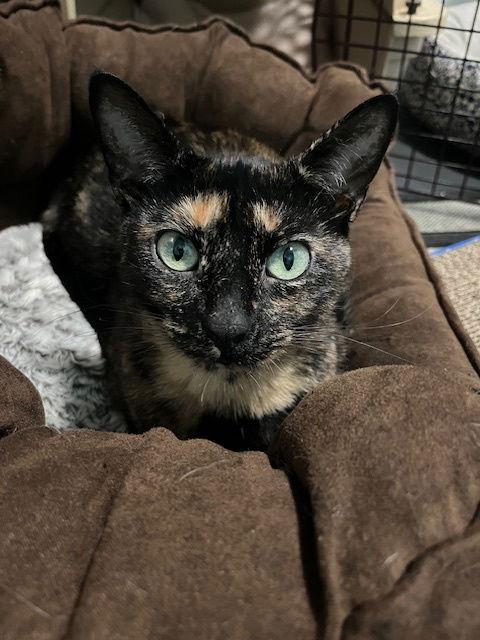 Enlarge Jade, a Adopted Tortoiseshell in Tonawanda, NY image 2/3