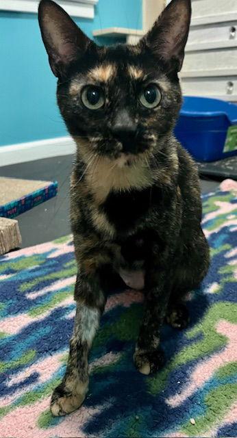 Enlarge Jade, a Adopted Tortoiseshell in Tonawanda, NY image 3/3