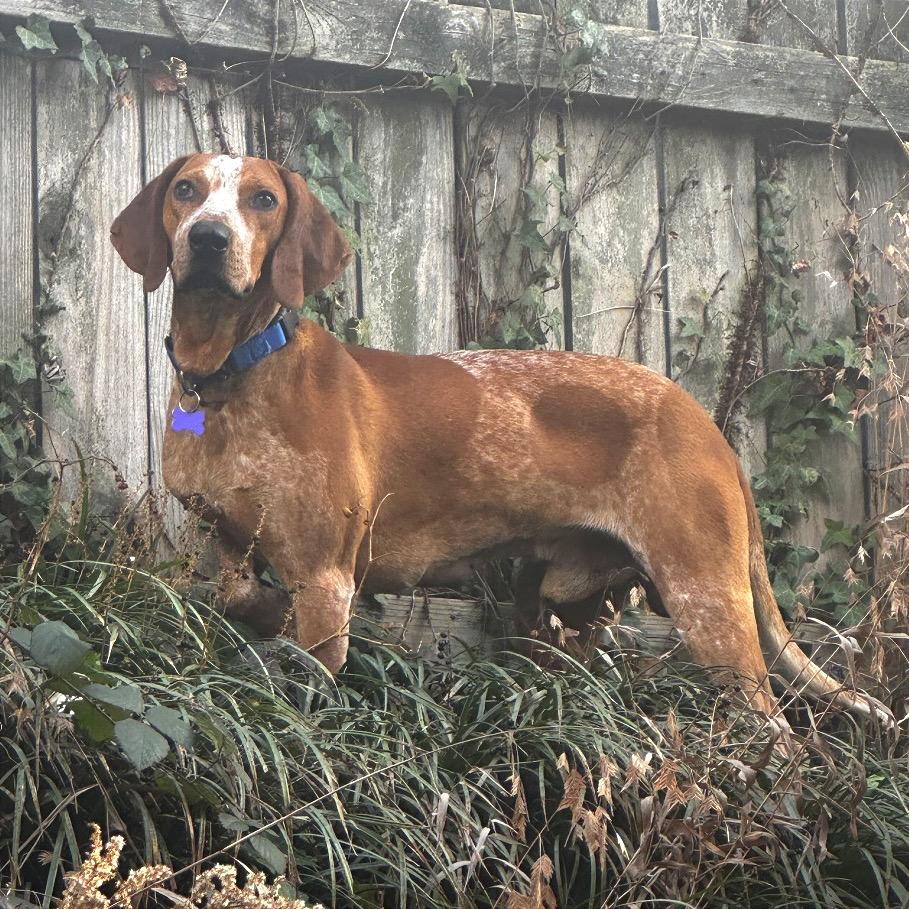 Enlarge Rupart, a Adoptable Mixed Breed in Asheville, NC image 1/6