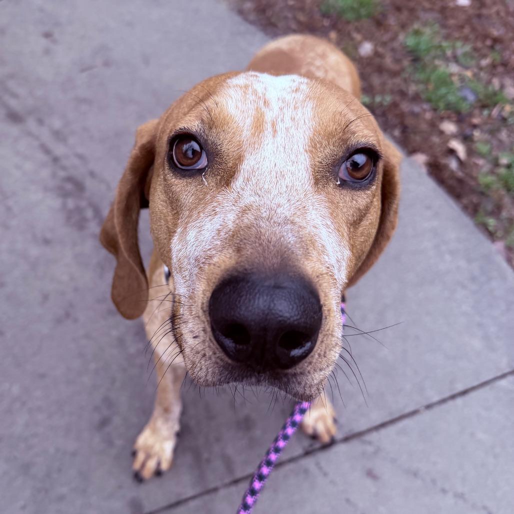 Enlarge Rupart, a Adoptable Mixed Breed in Asheville, NC image 2/6