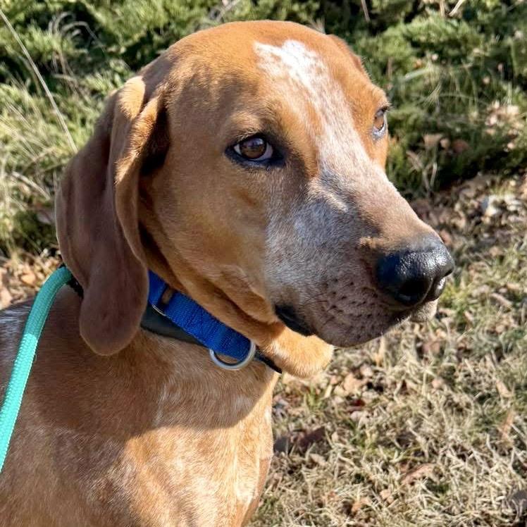 Enlarge Rupart, a Adoptable Mixed Breed in Asheville, NC image 3/6
