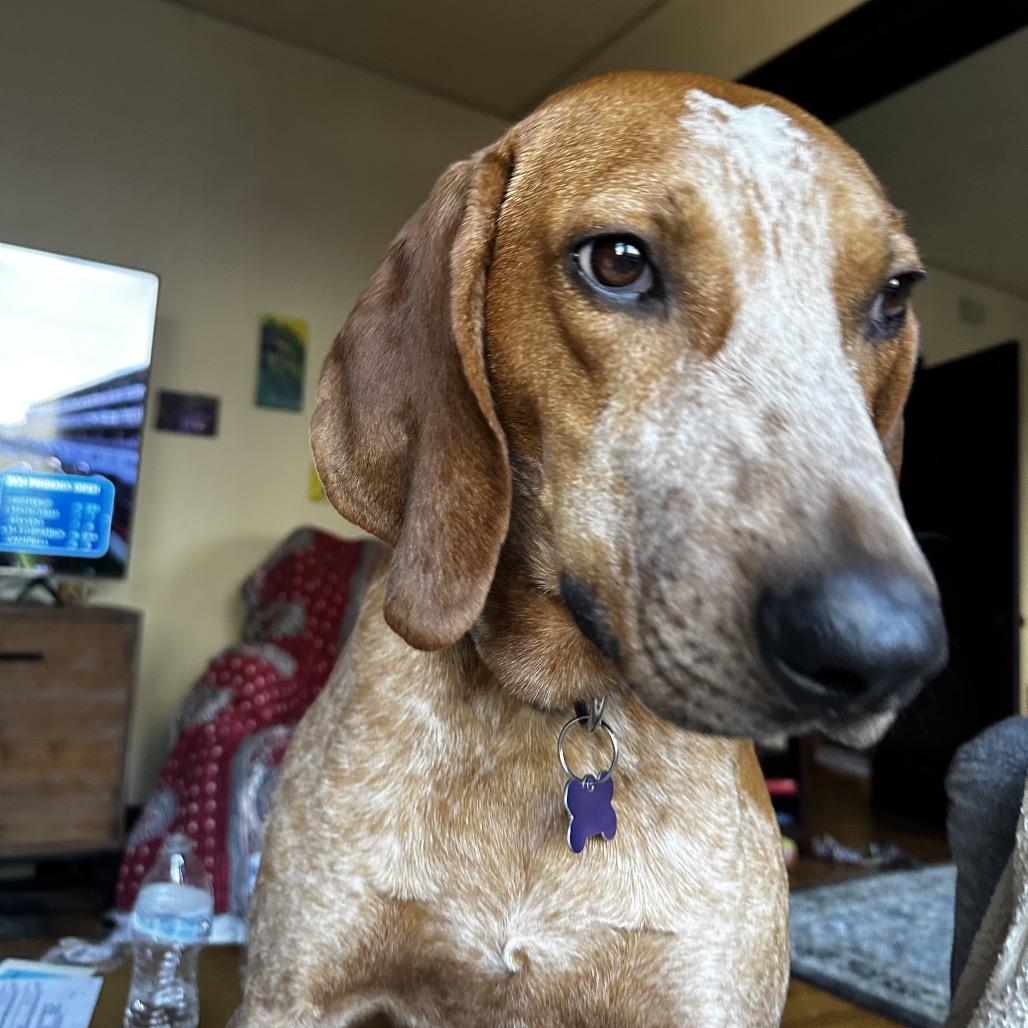 Enlarge Rupart, a Adoptable Mixed Breed in Asheville, NC image 4/6