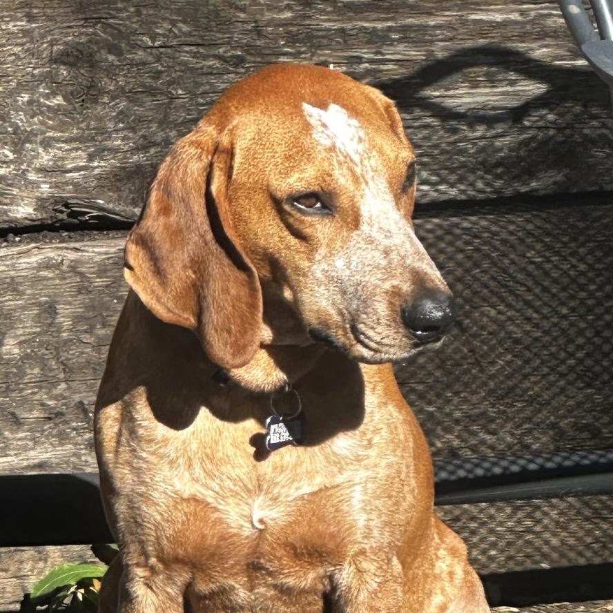 Enlarge Rupart, a Adoptable Mixed Breed in Asheville, NC image 5/6