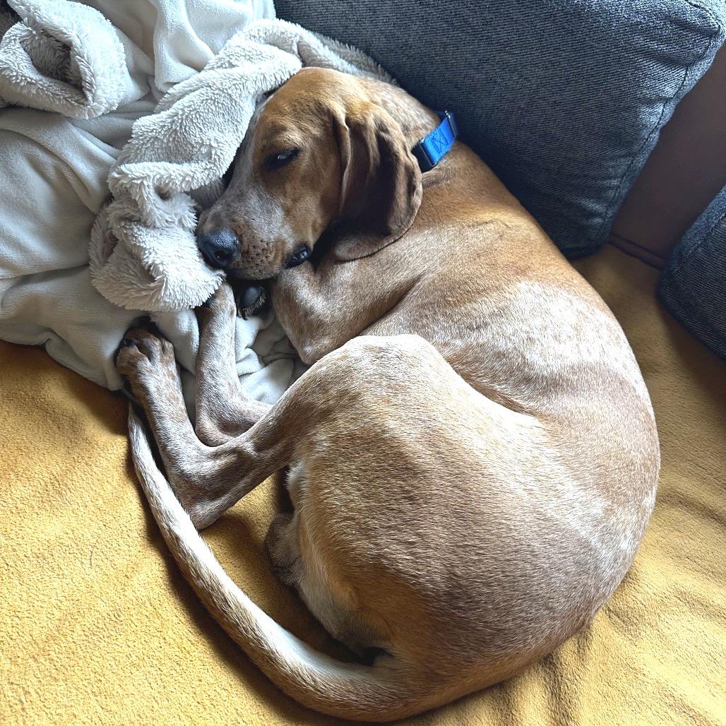 Enlarge Rupart, a Adoptable Mixed Breed in Asheville, NC image 6/6