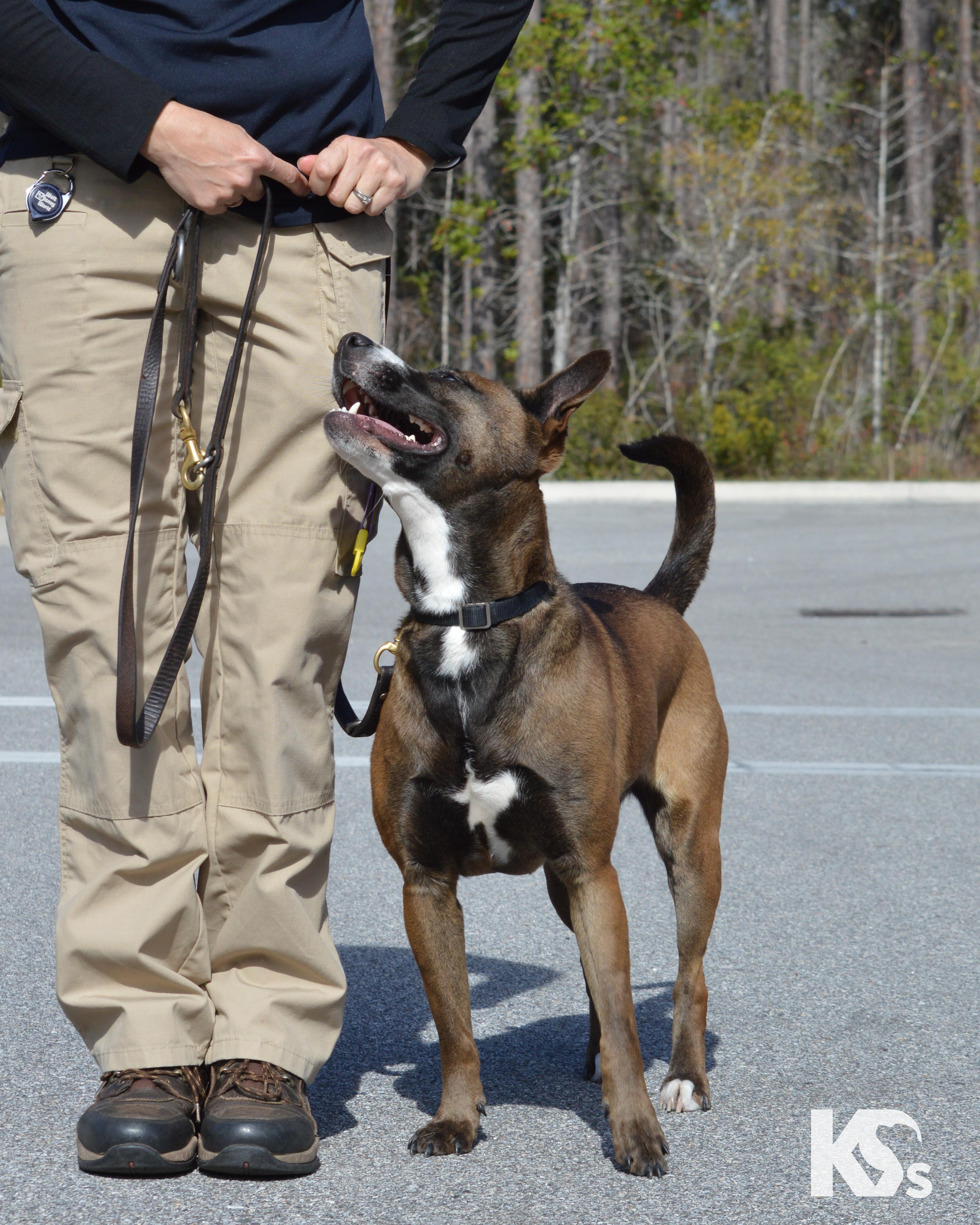 Java, a ADOPTABLE mixed breed in Ponte Vedra, FL image 2/6