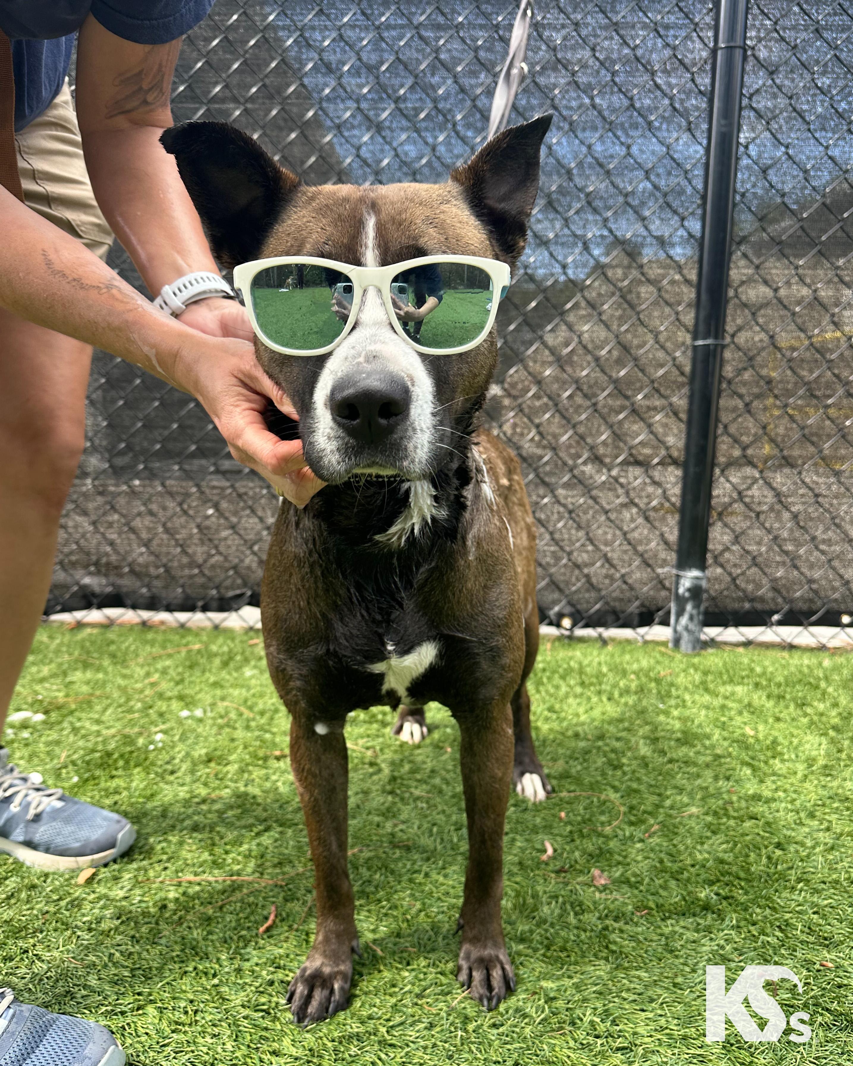 Enlarge Java, an adopted mixed breed in Ponte Vedra, FL image 5/6