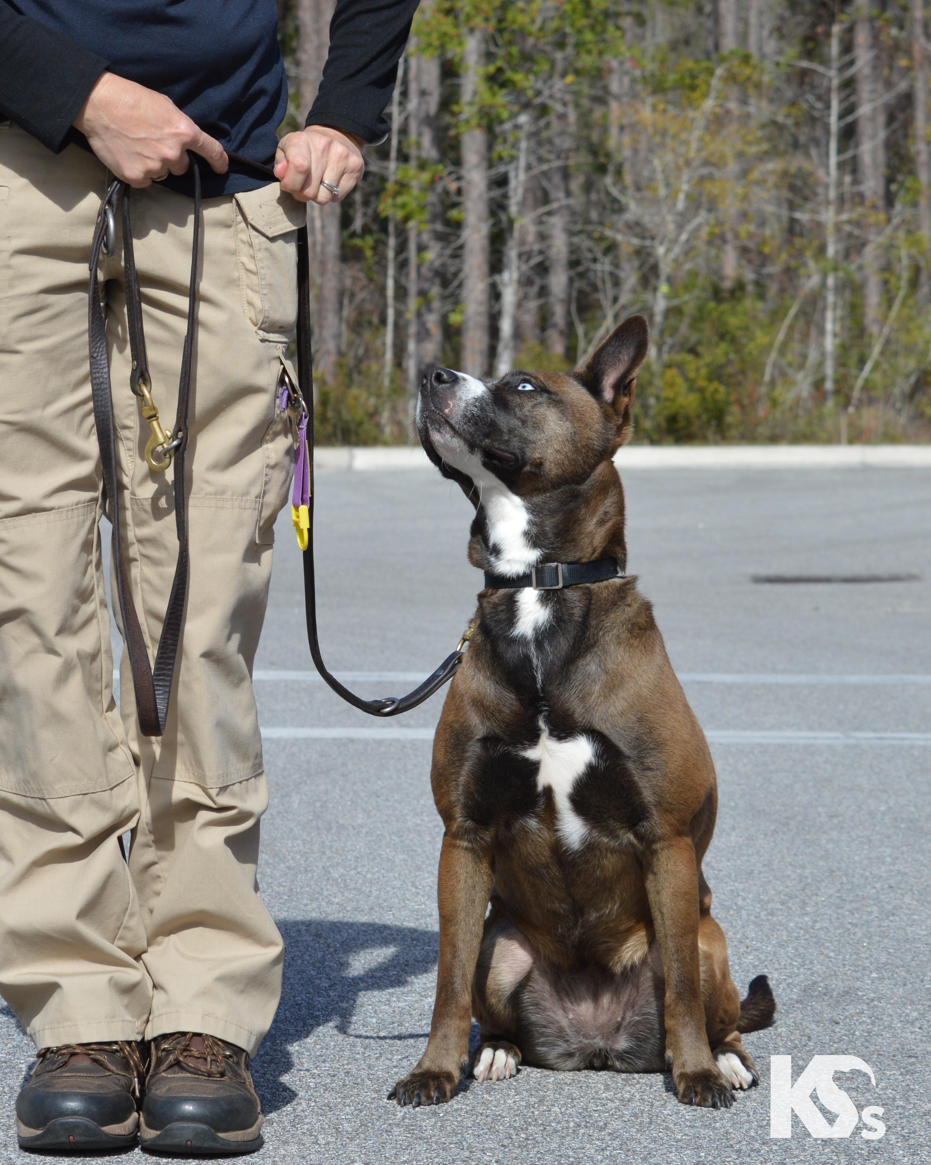 Java, a ADOPTABLE mixed breed in Ponte Vedra, FL image 6/6