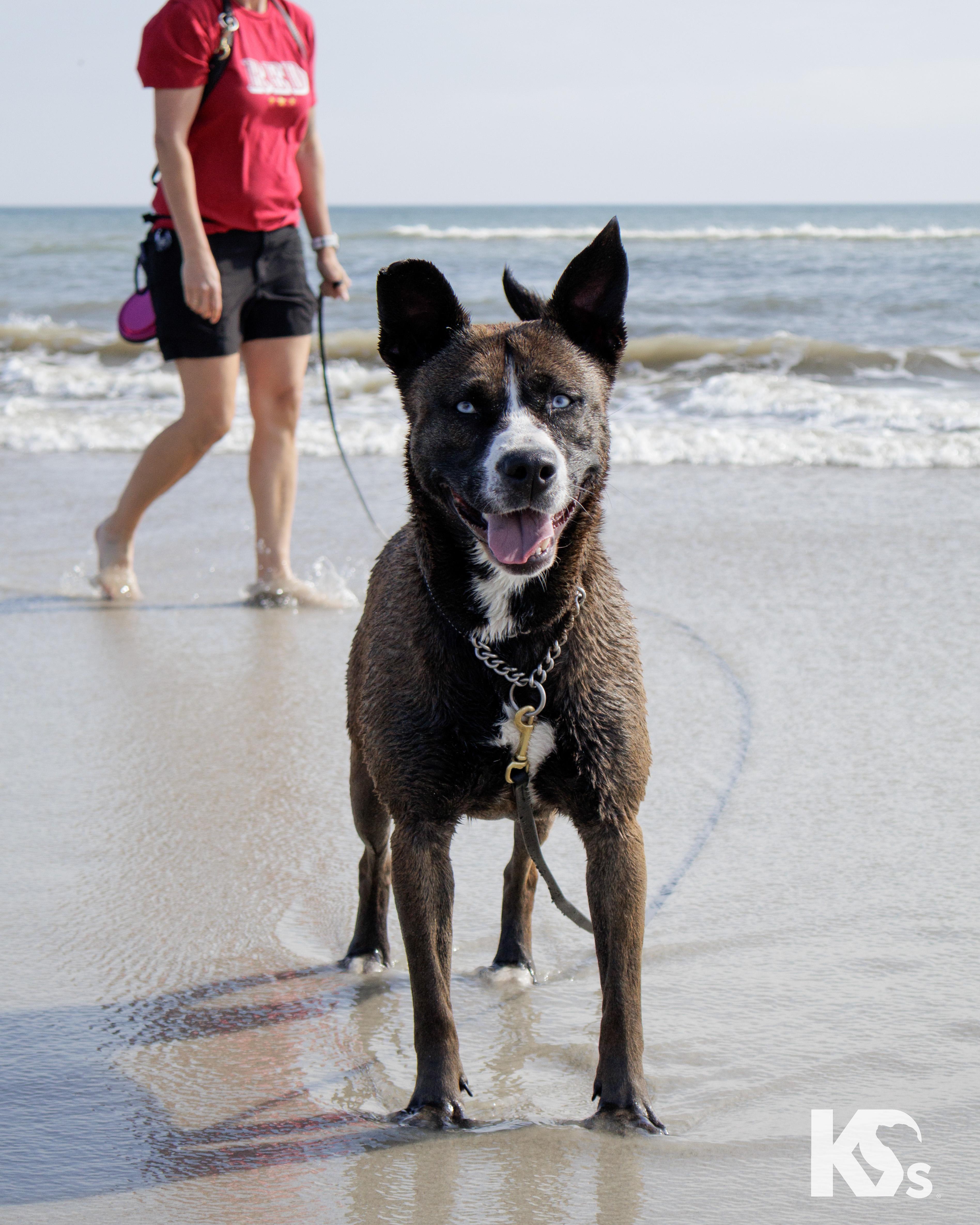 Enlarge Java, an adopted mixed breed in Ponte Vedra, FL image 1/6