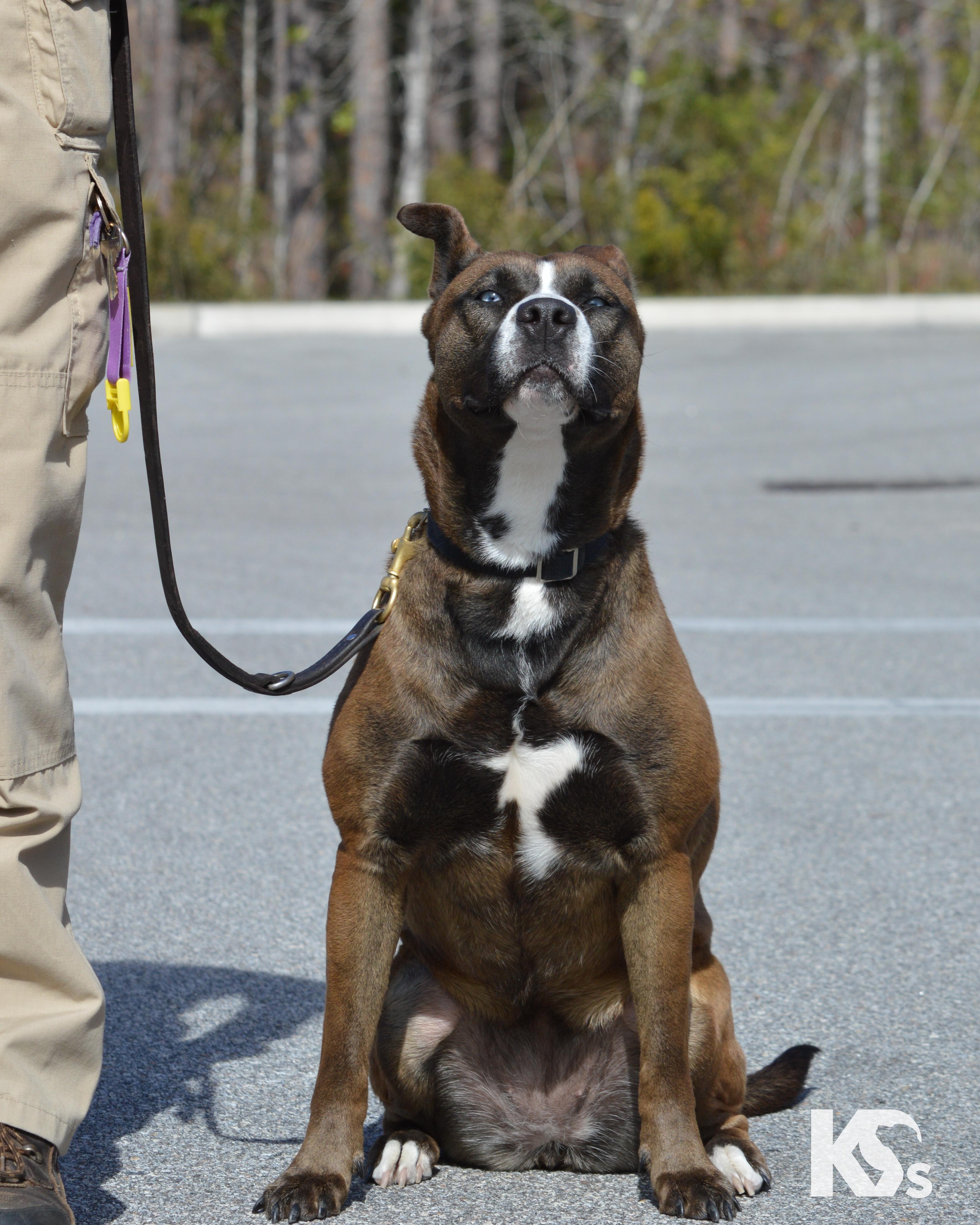 Java, a ADOPTABLE mixed breed in Ponte Vedra, FL image 3/6