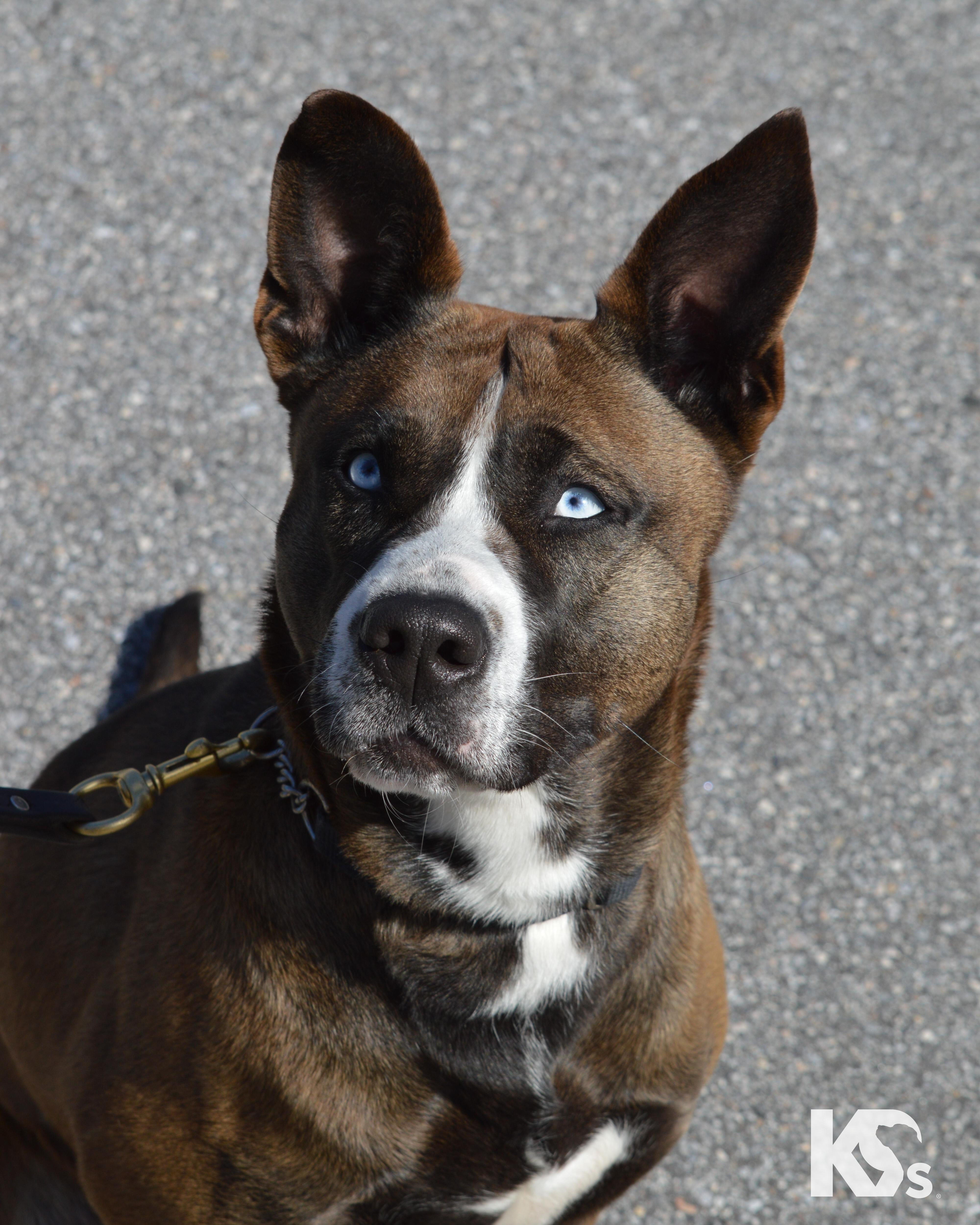 Java, ADOPTABLE, Young Female Husky & Pit Bull Terrier.