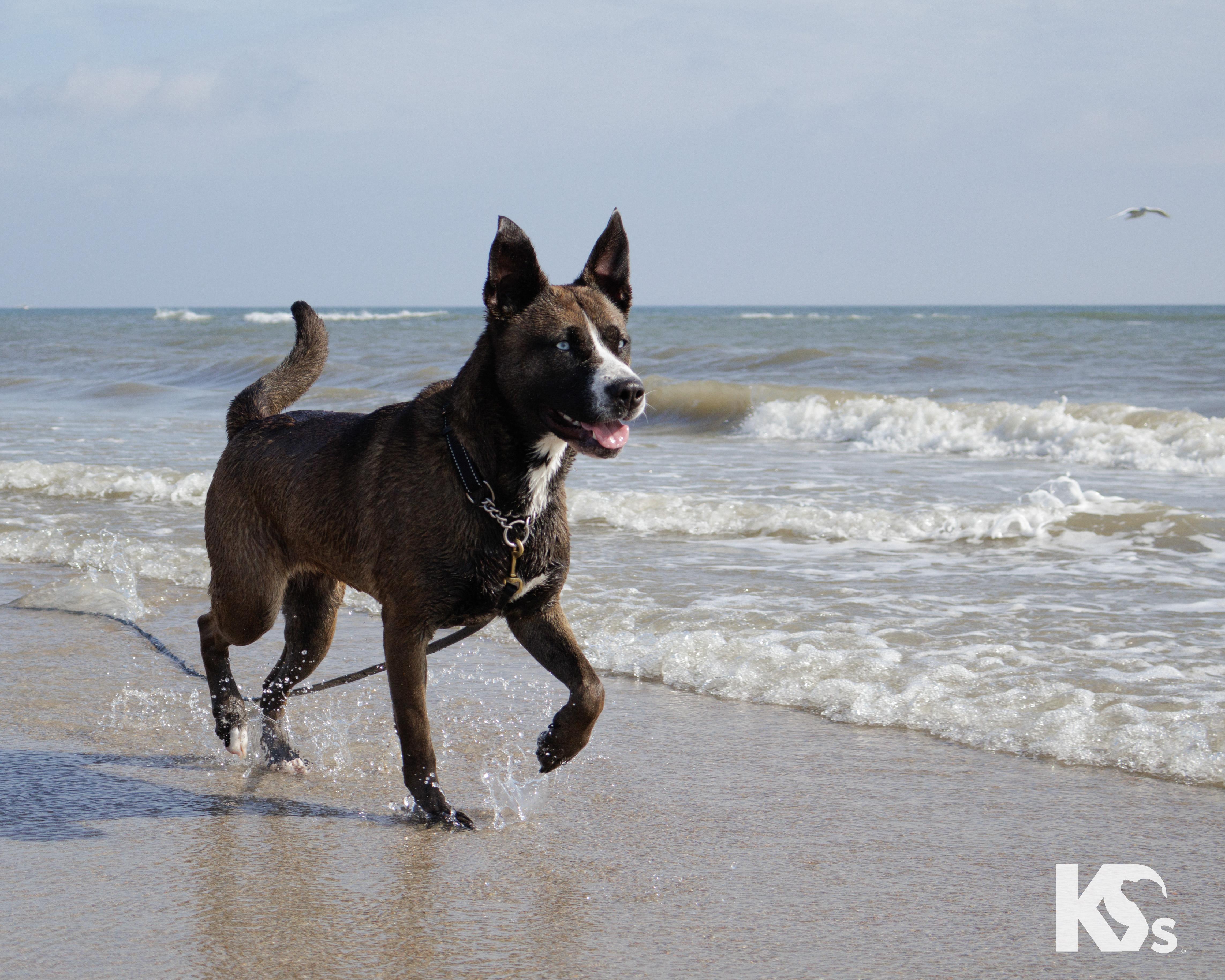 Enlarge Java, an adopted mixed breed in Ponte Vedra, FL image 6/6