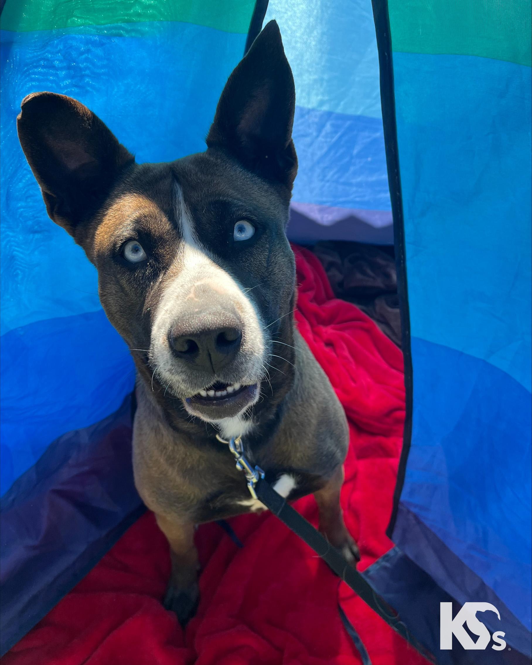 Java, a ADOPTABLE mixed breed in Ponte Vedra, FL image 5/6