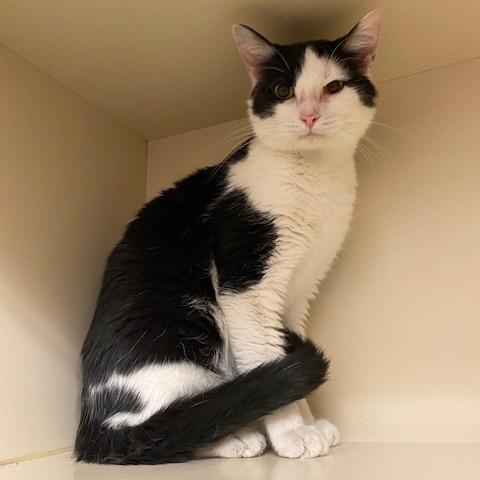 Enlarge Trevor, a Adoptable Domestic Short Hair in Dayton, OH image 1/2